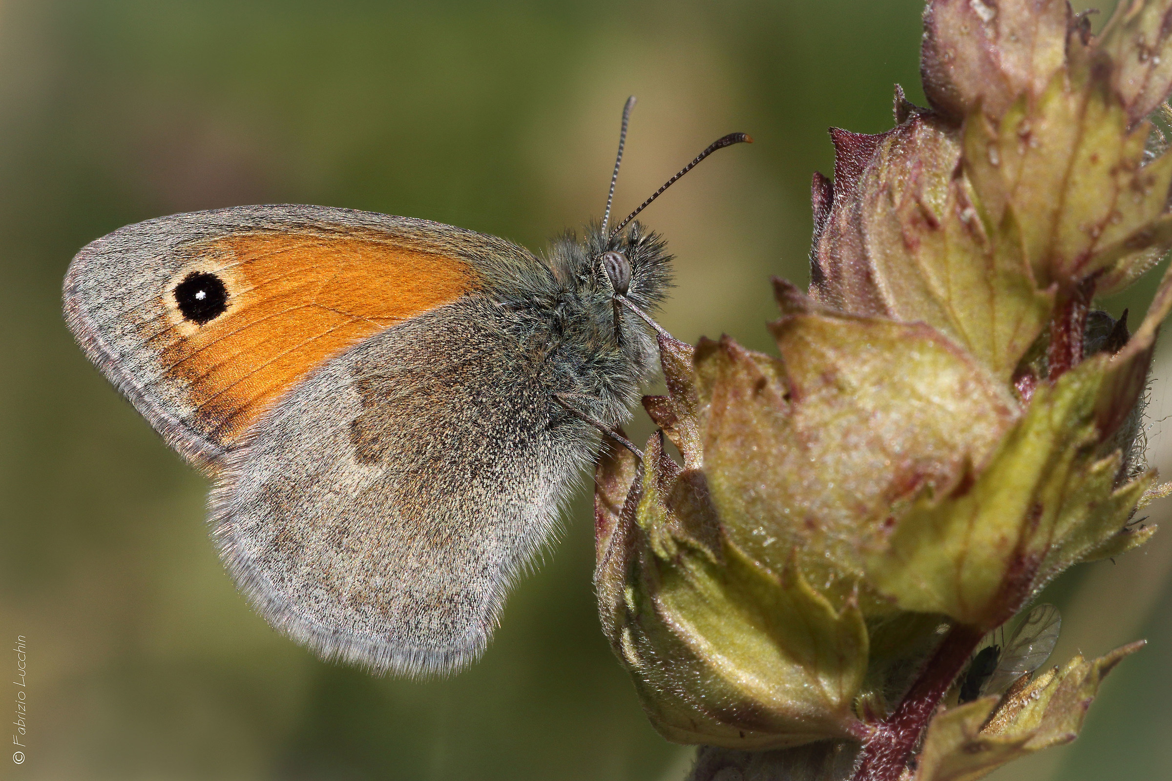 Coenonympha pamphilus male