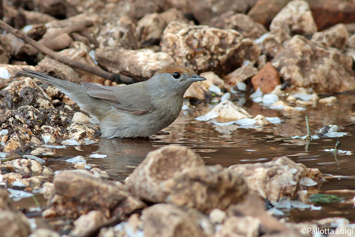 Capinera (Sylvia articapilla)