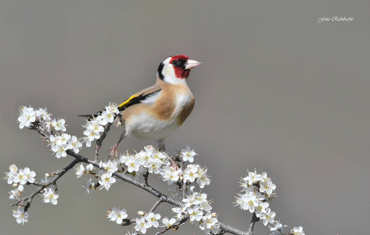 Goldfinch ... chest out ...