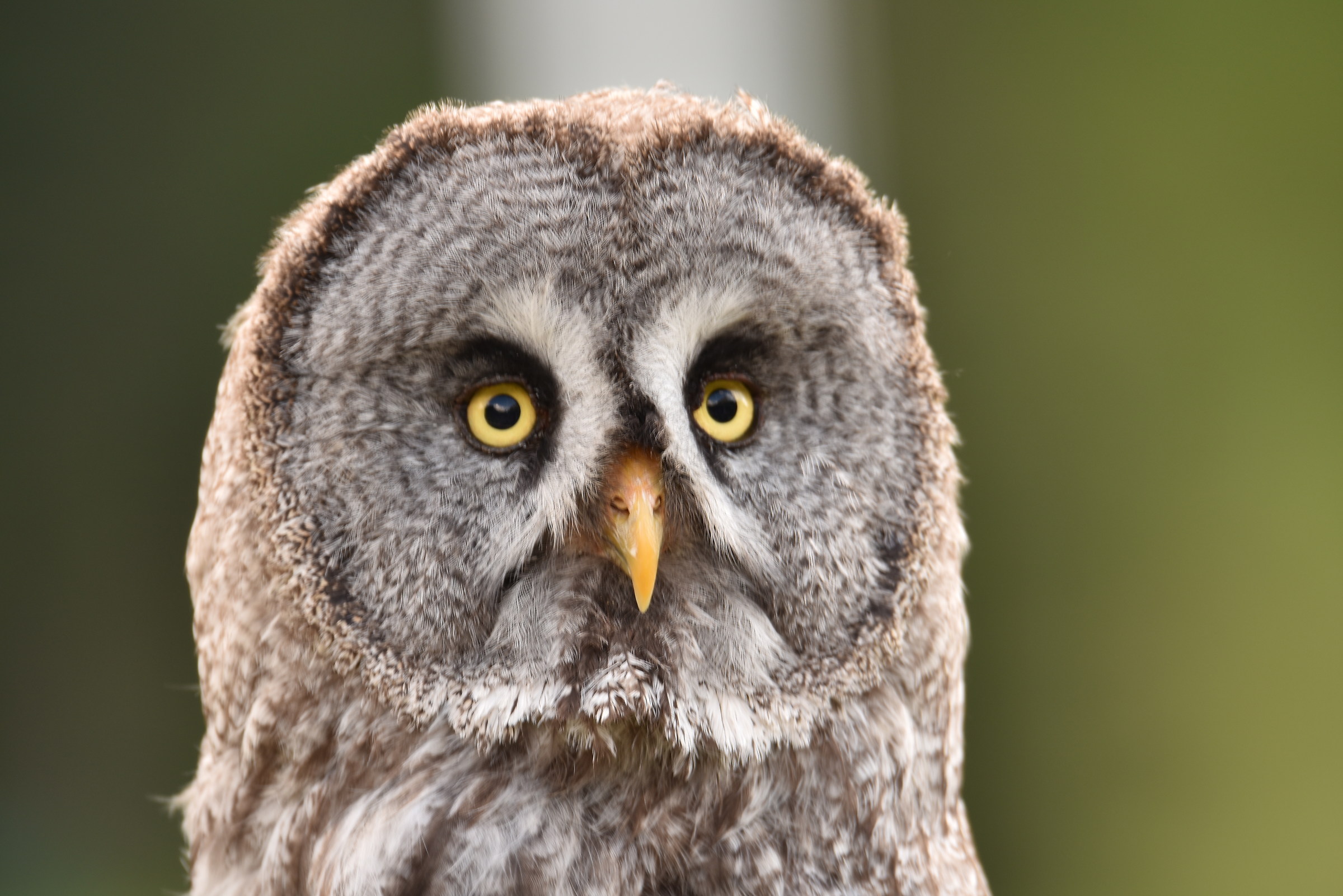 civetta della Lapponia