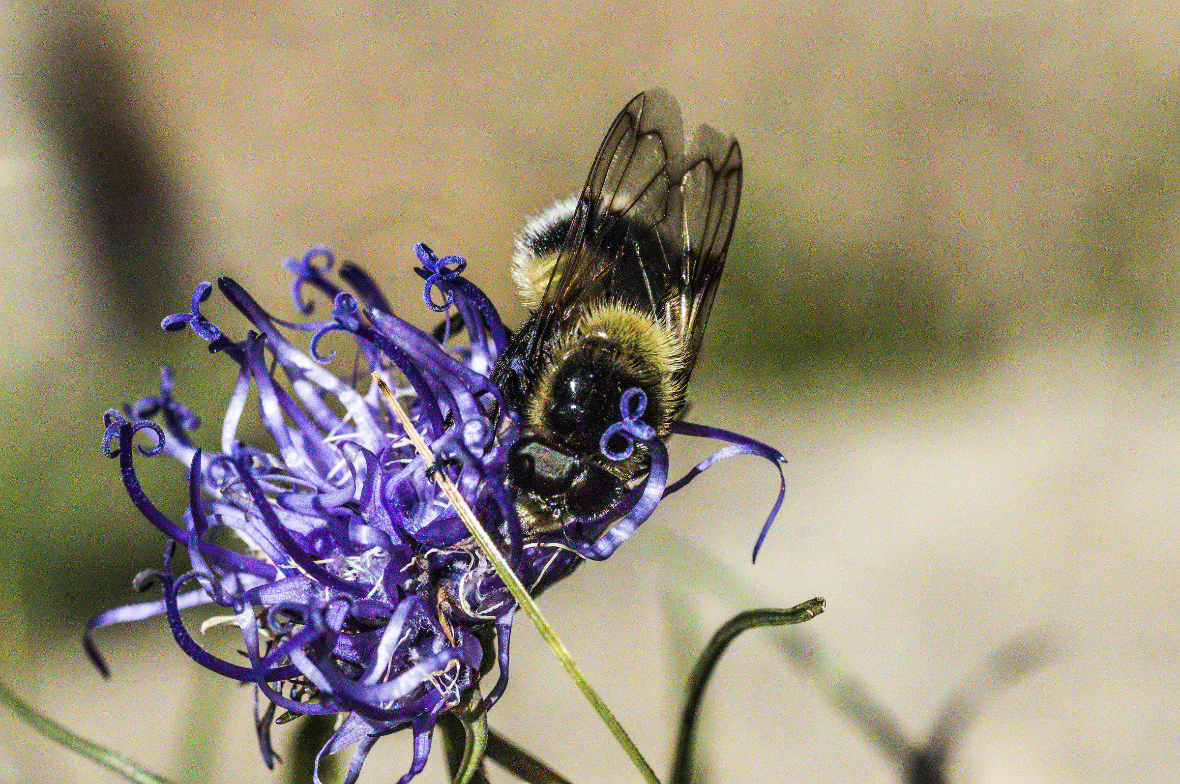 insect on the flower