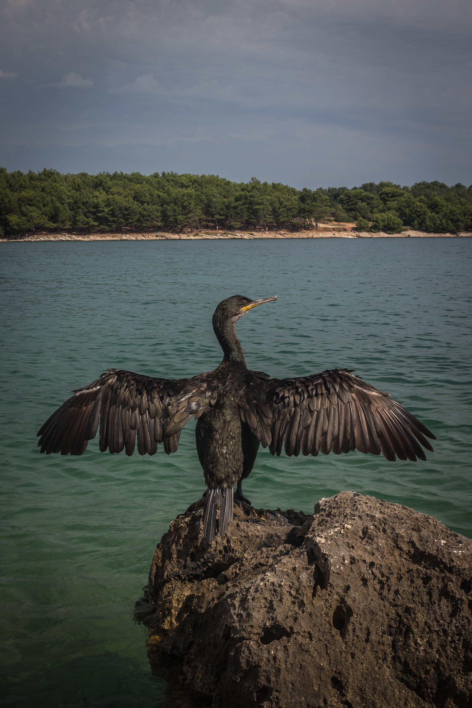 Cormorano