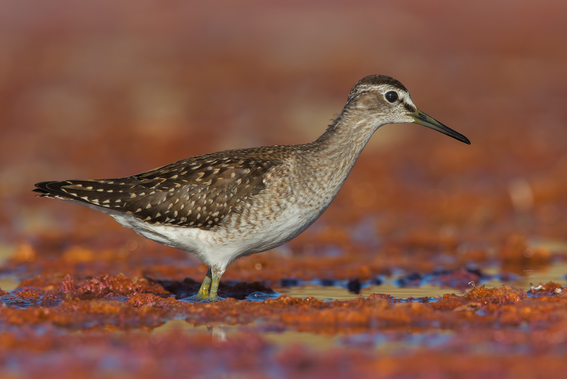 Piro piro boschereccio