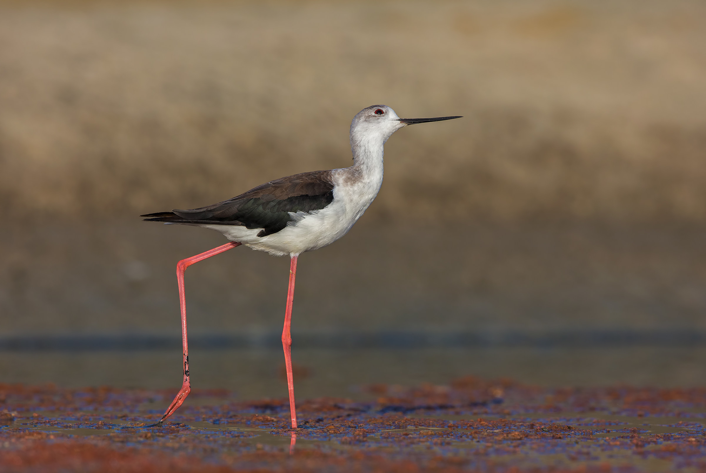 Minaccia dal cielo ( Cavaliere d' Italia )