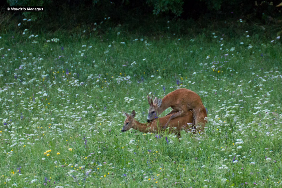 Tempo d'amori per i caprioli.....
