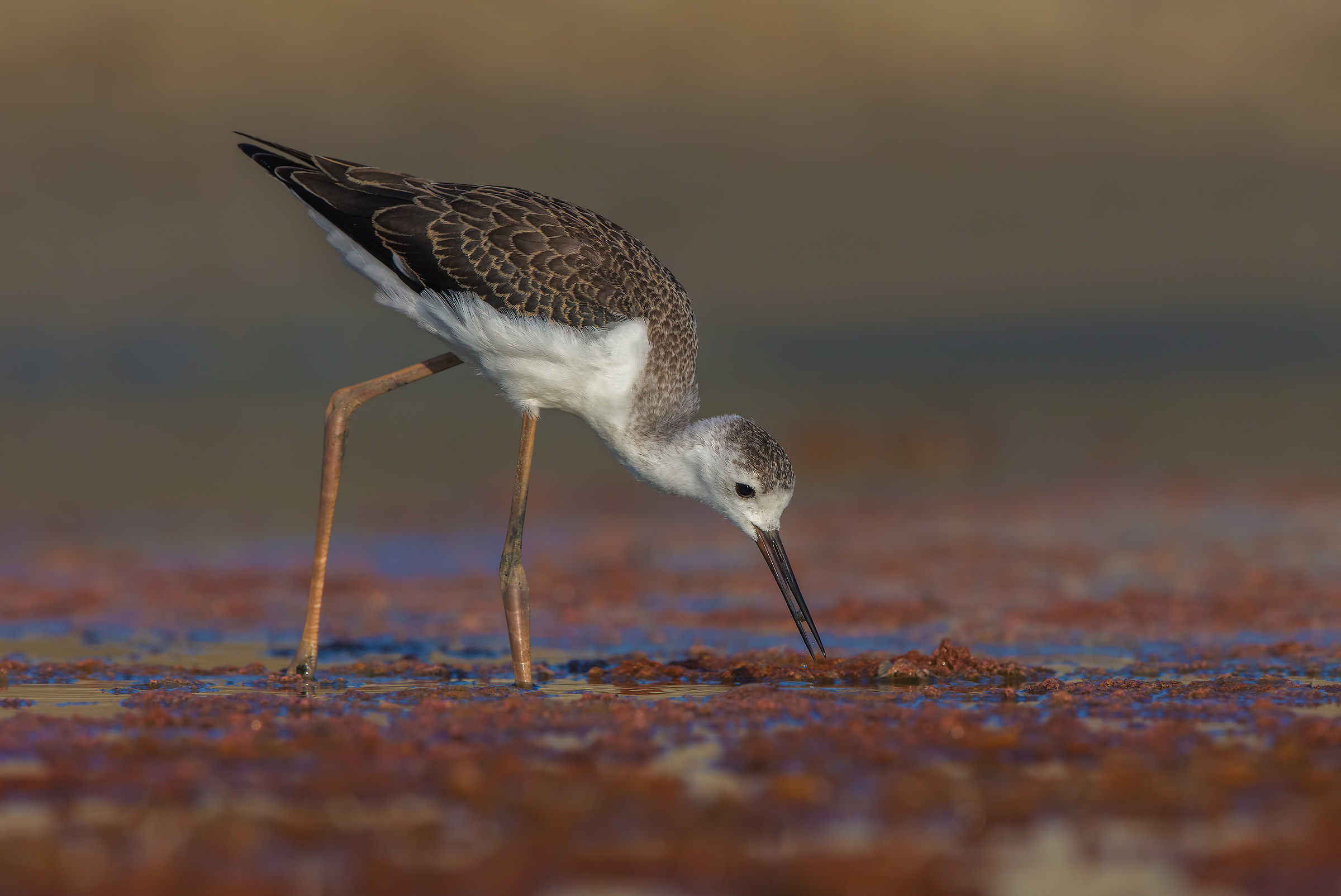 Giovane cavaliere in uscita controllata