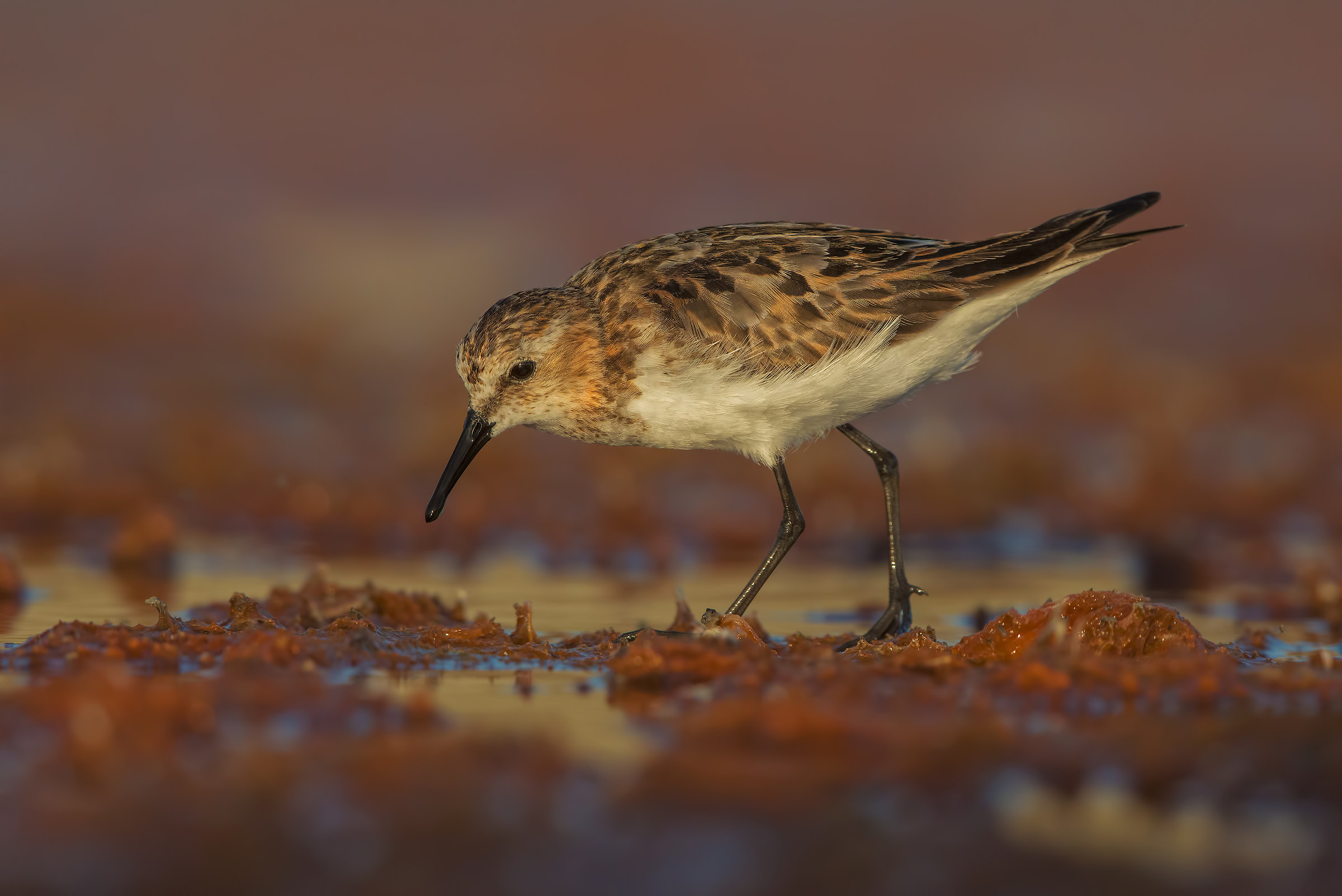 Ultima luce per il gambecchio