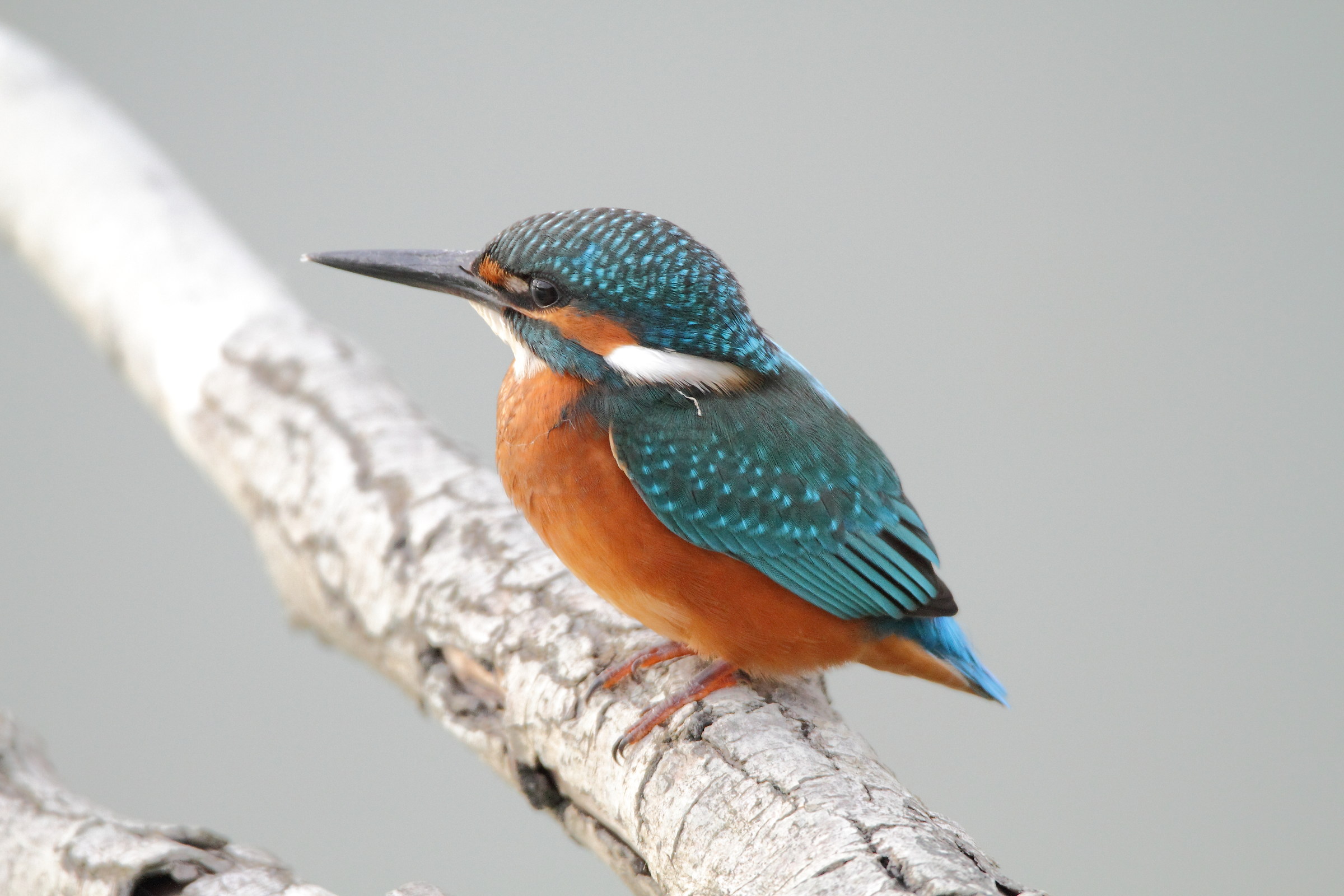 When you least expect it ... The Kingfisher!