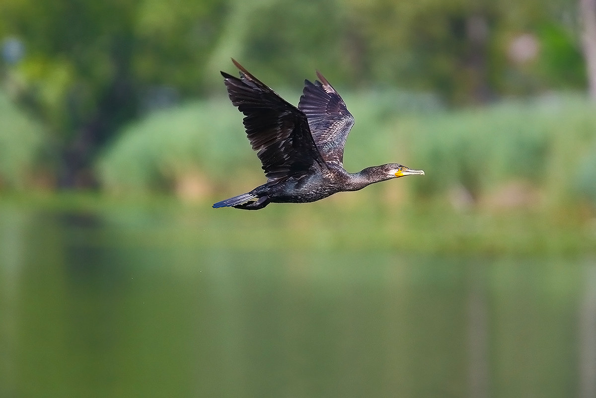cormorant