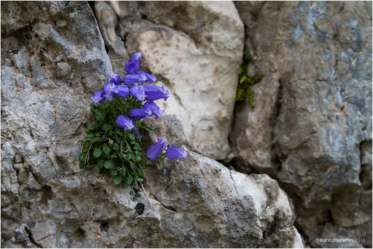 A pearl of the Friuli