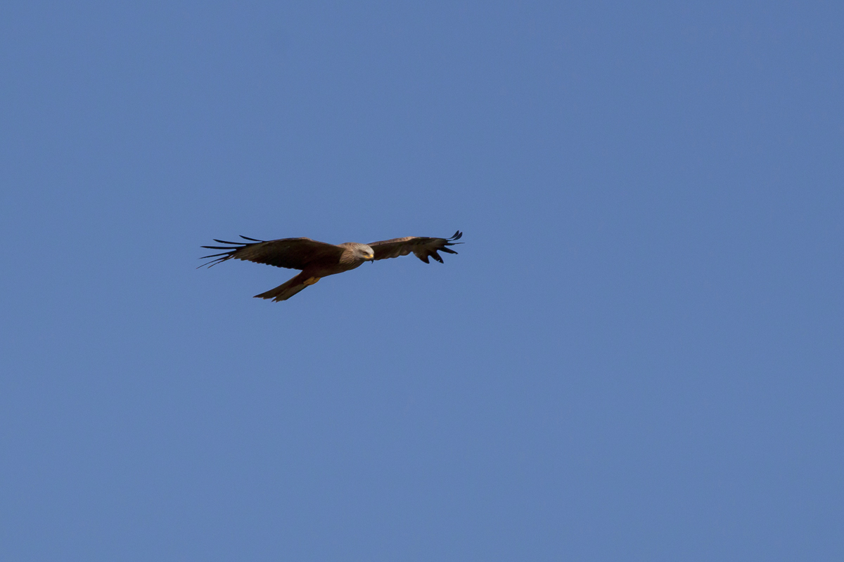 Black kite at sunset