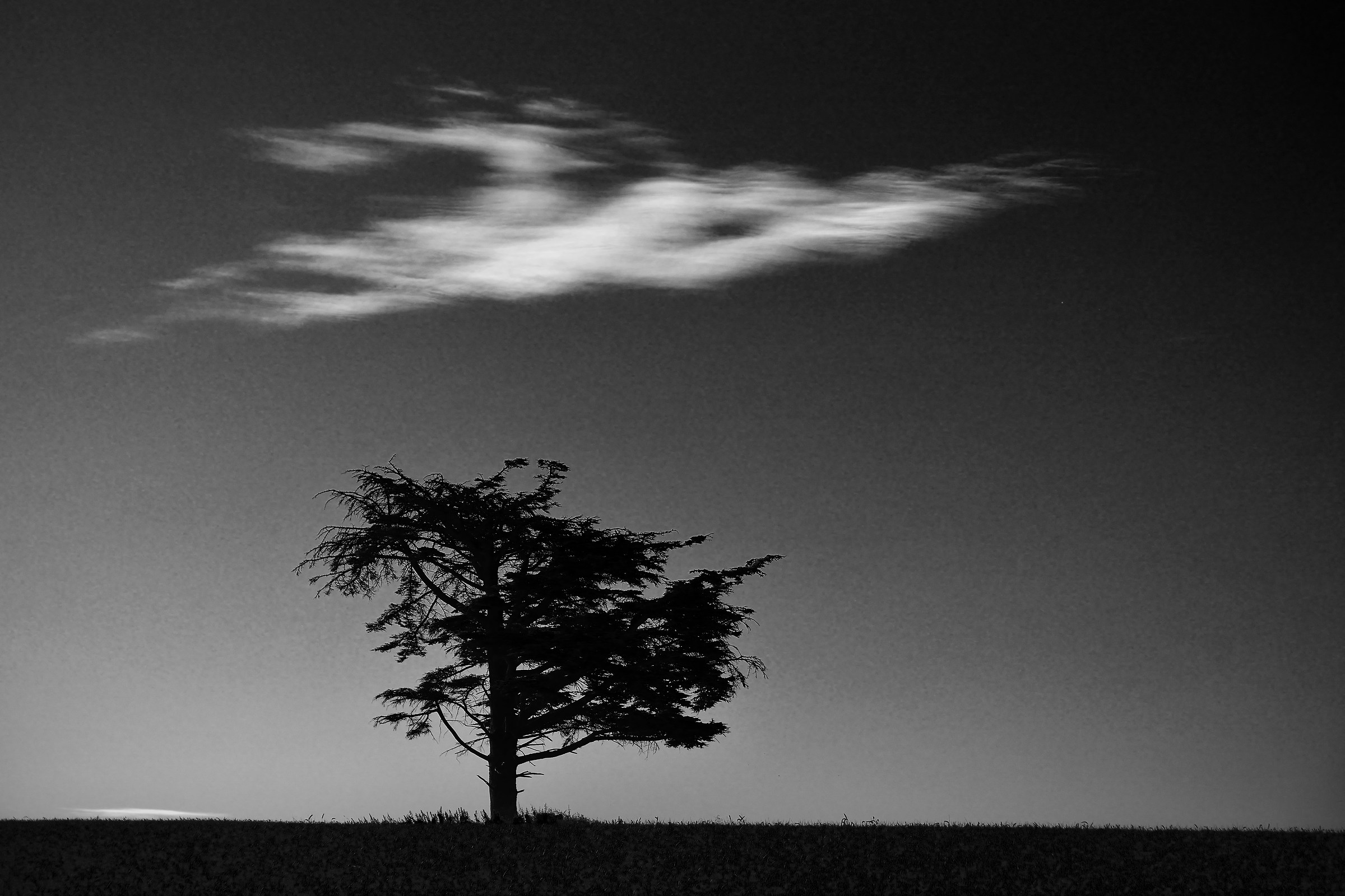 Albero. E Cloud.