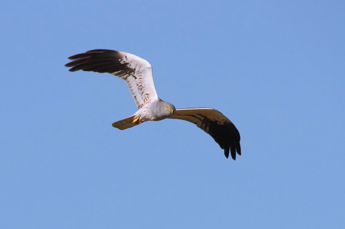 Montagu's Harrier male