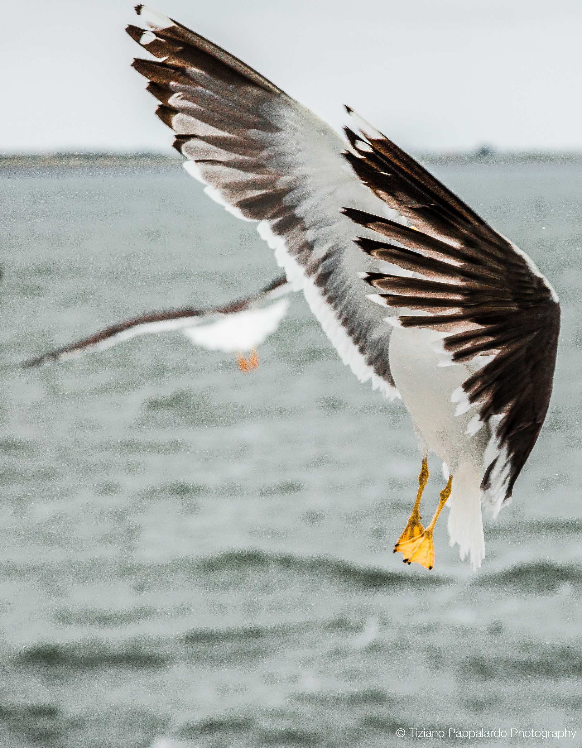La Danza del gabbiano