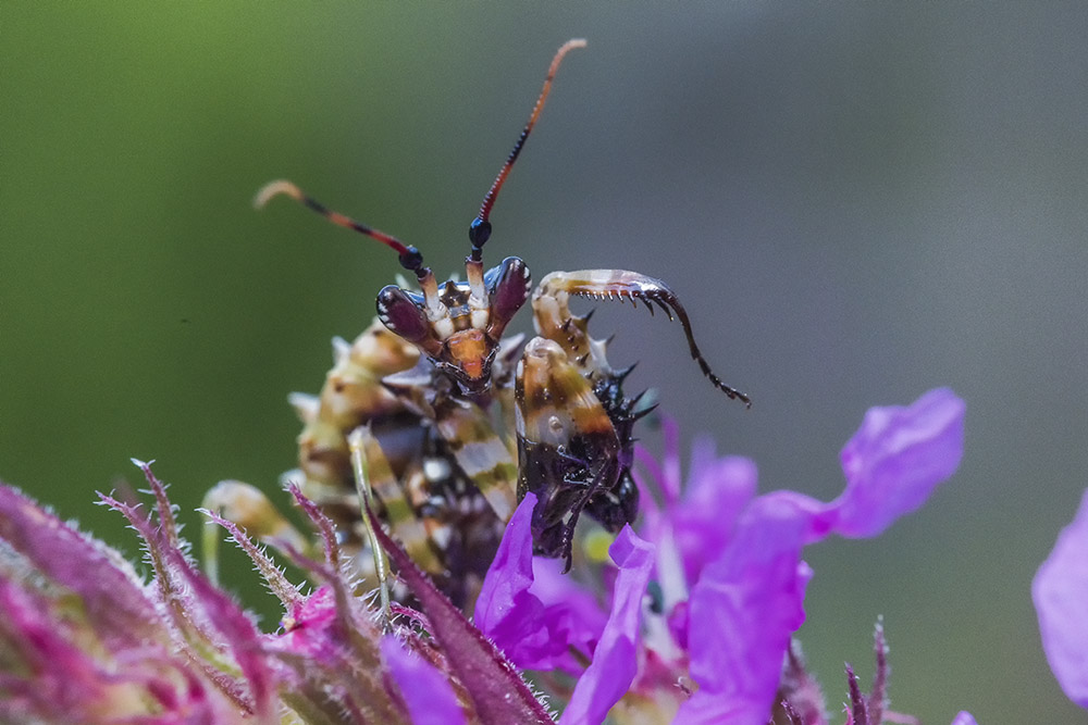 Pseudocreobotra wahlbergii