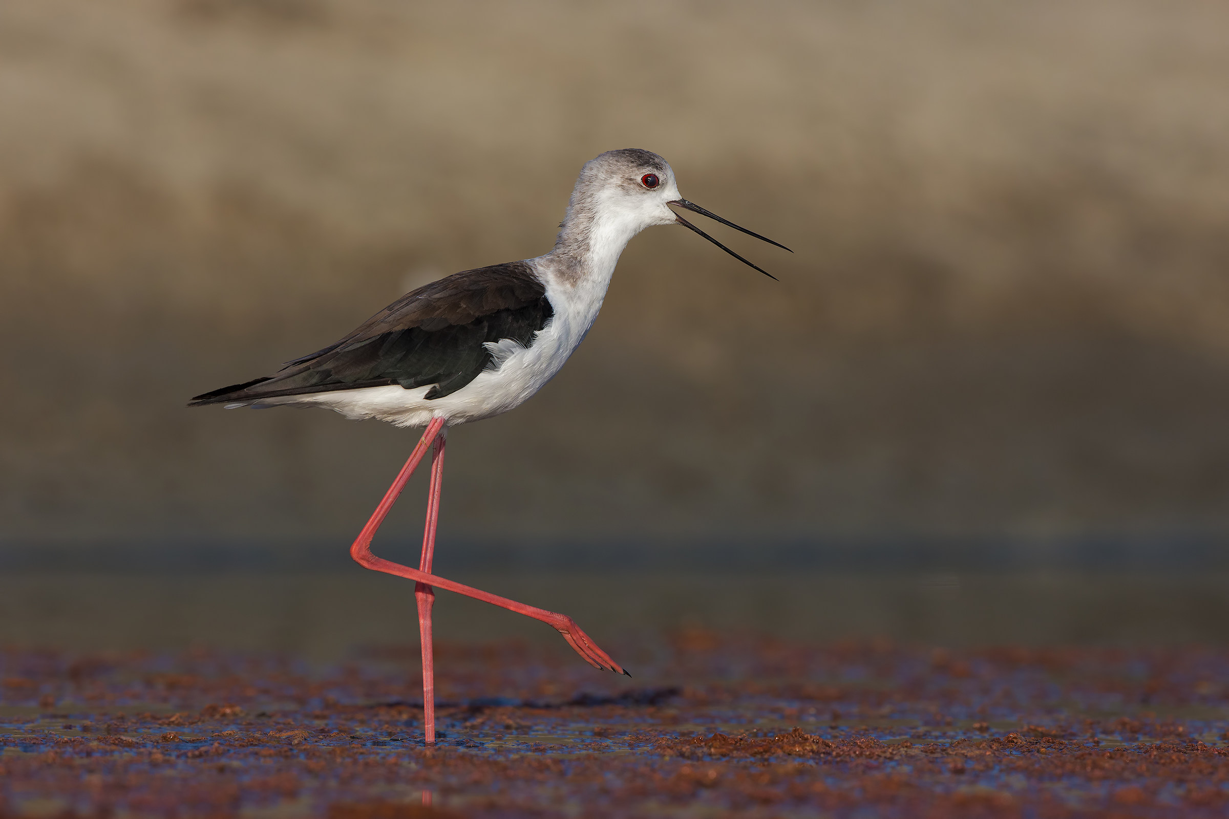 Verso di allarme ( Cavaliere d' Italia )