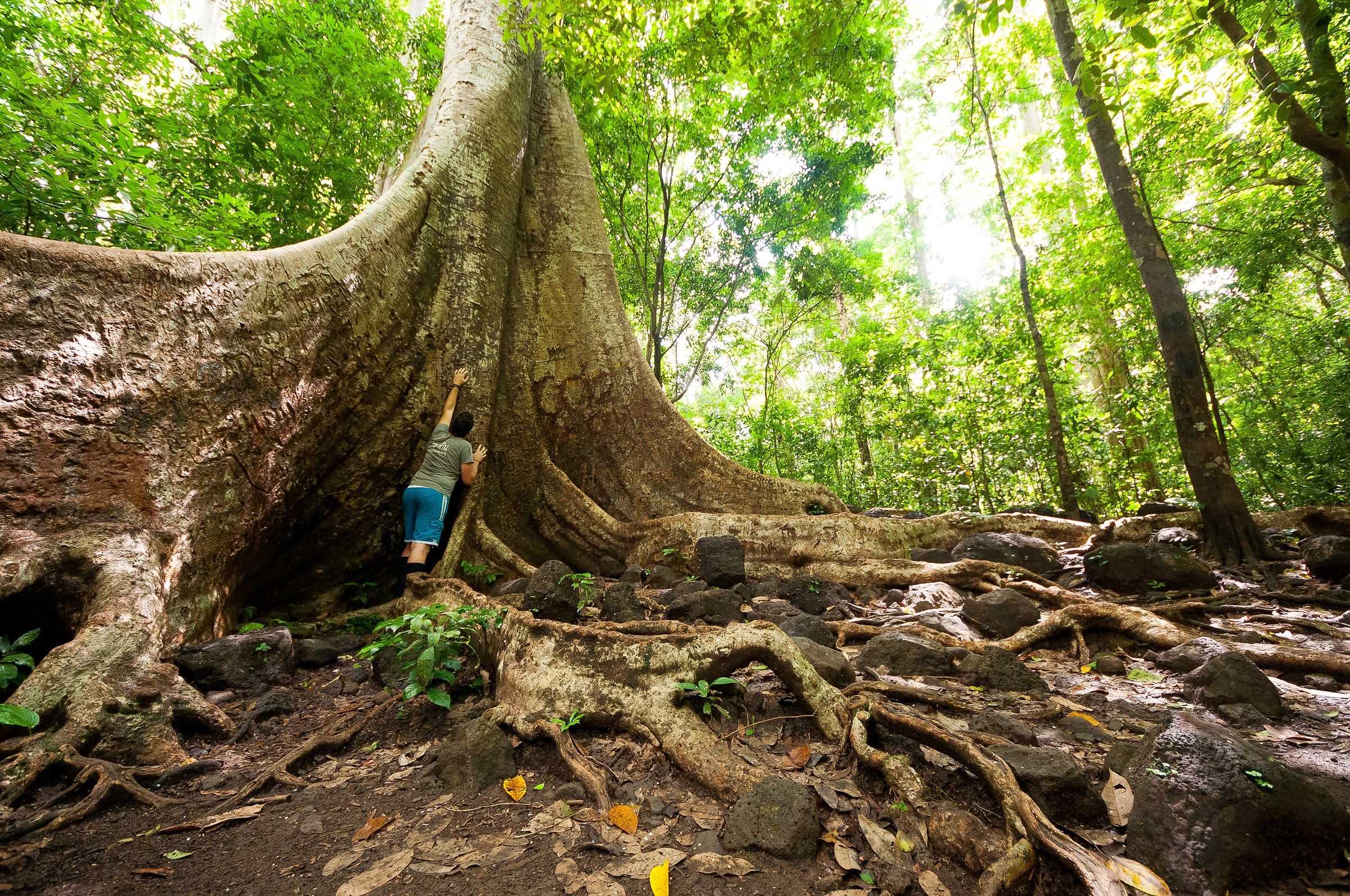 Tetrameles nudiflora, Cat Tien National Park, Vietnam