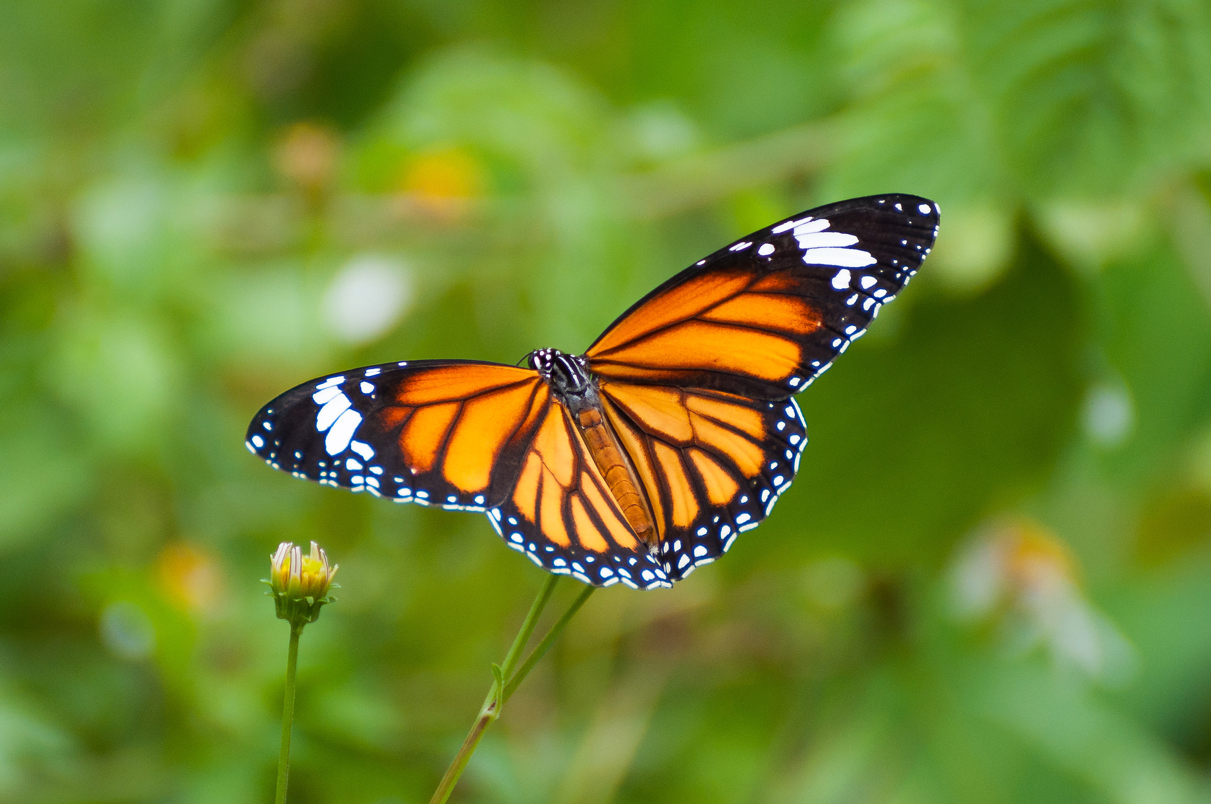 Farfalla monarca, Tam Coc, Vietnam
