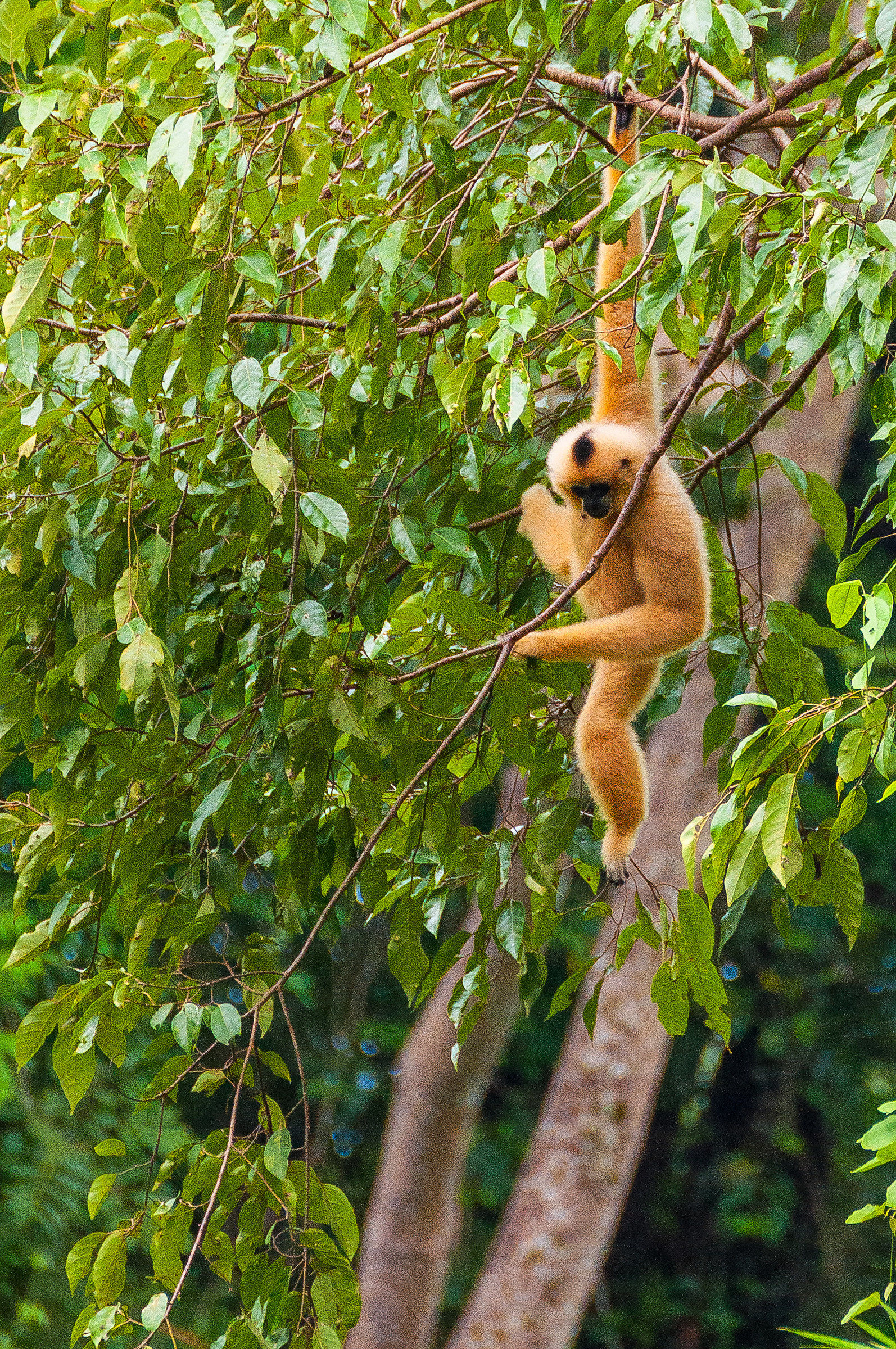 Gibbone dalle guance rosa, Cat Tien NP, Vietnam