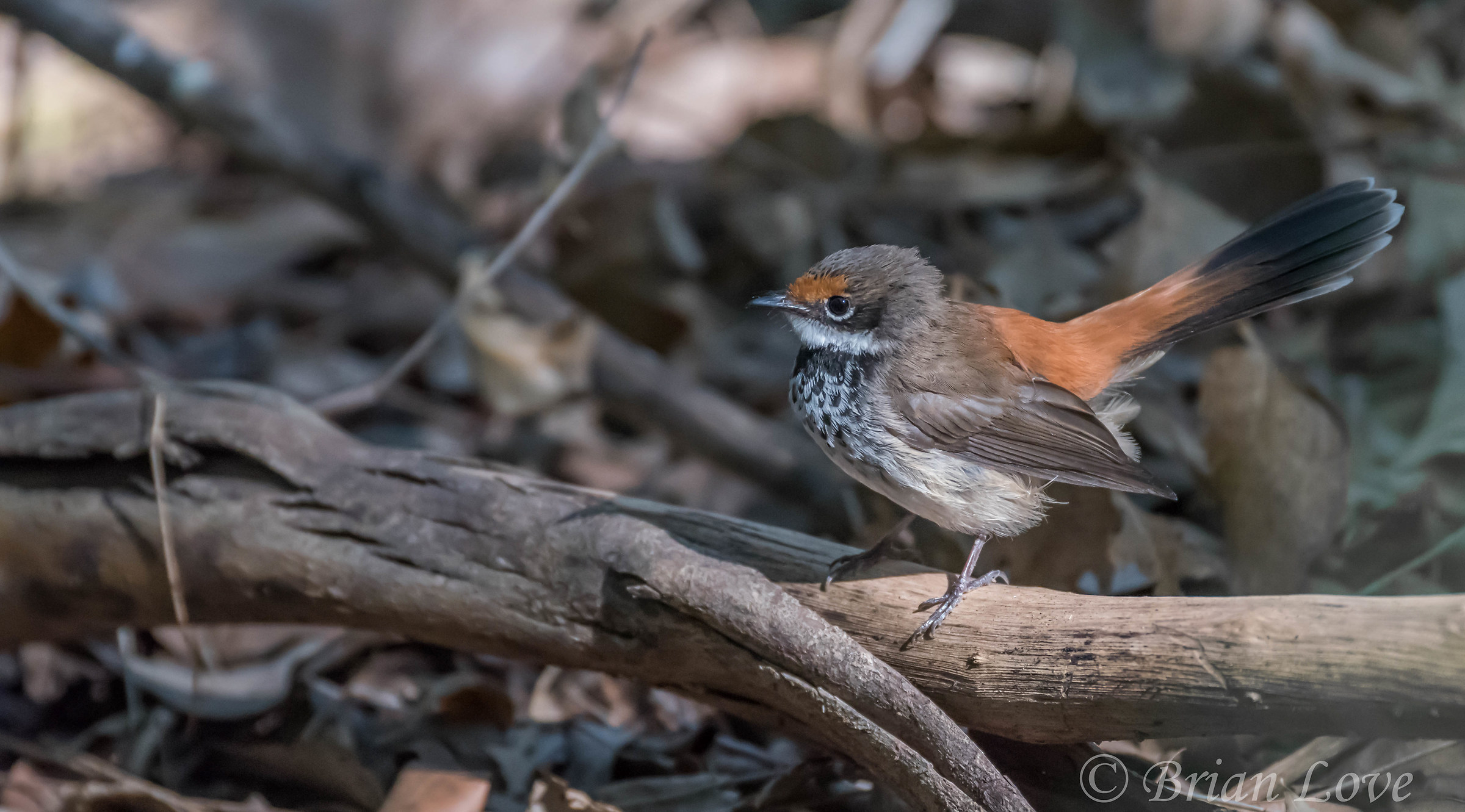 Rufous Fantail (rufifrons Rhipidura)