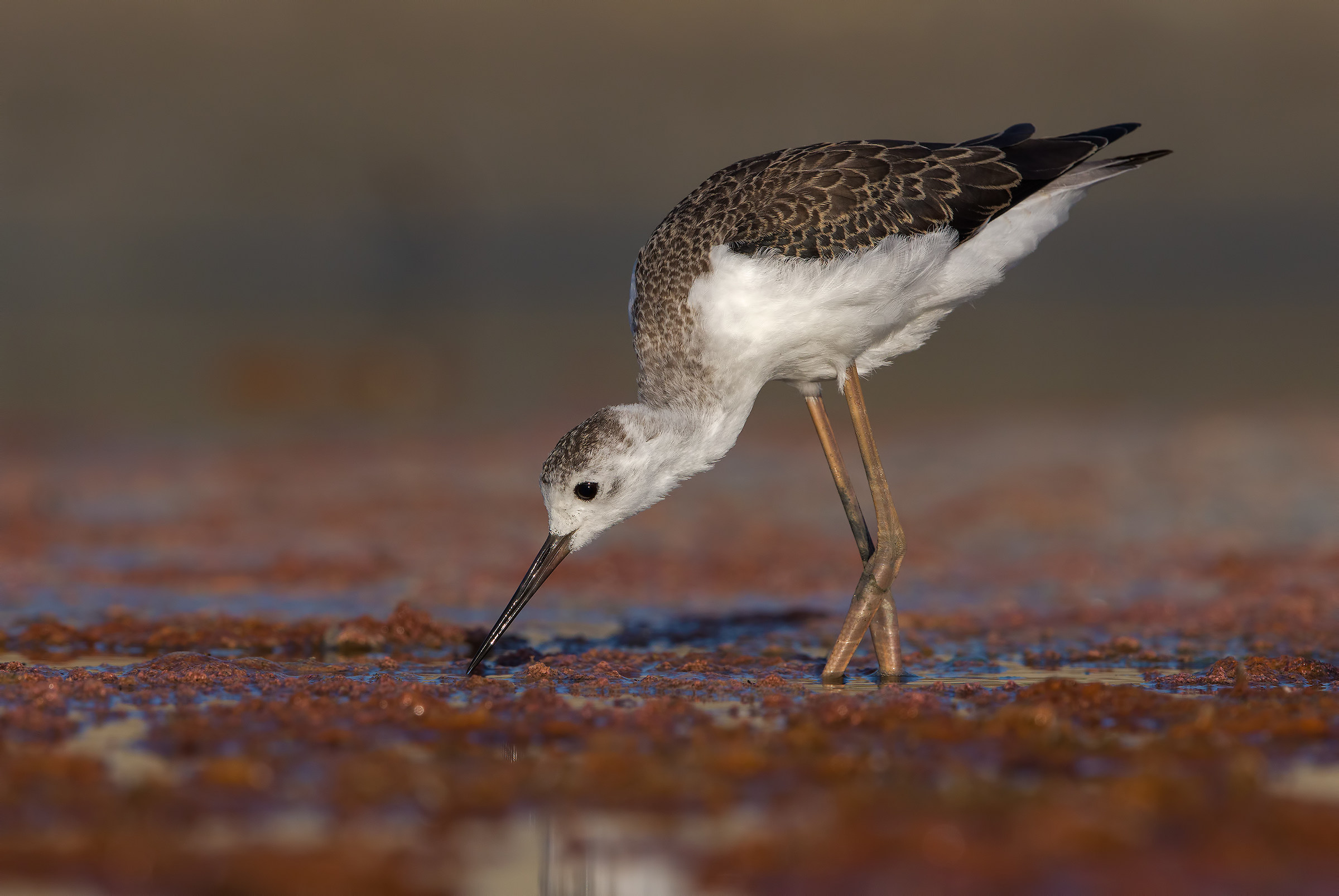 Cavaliere d' Italia juv