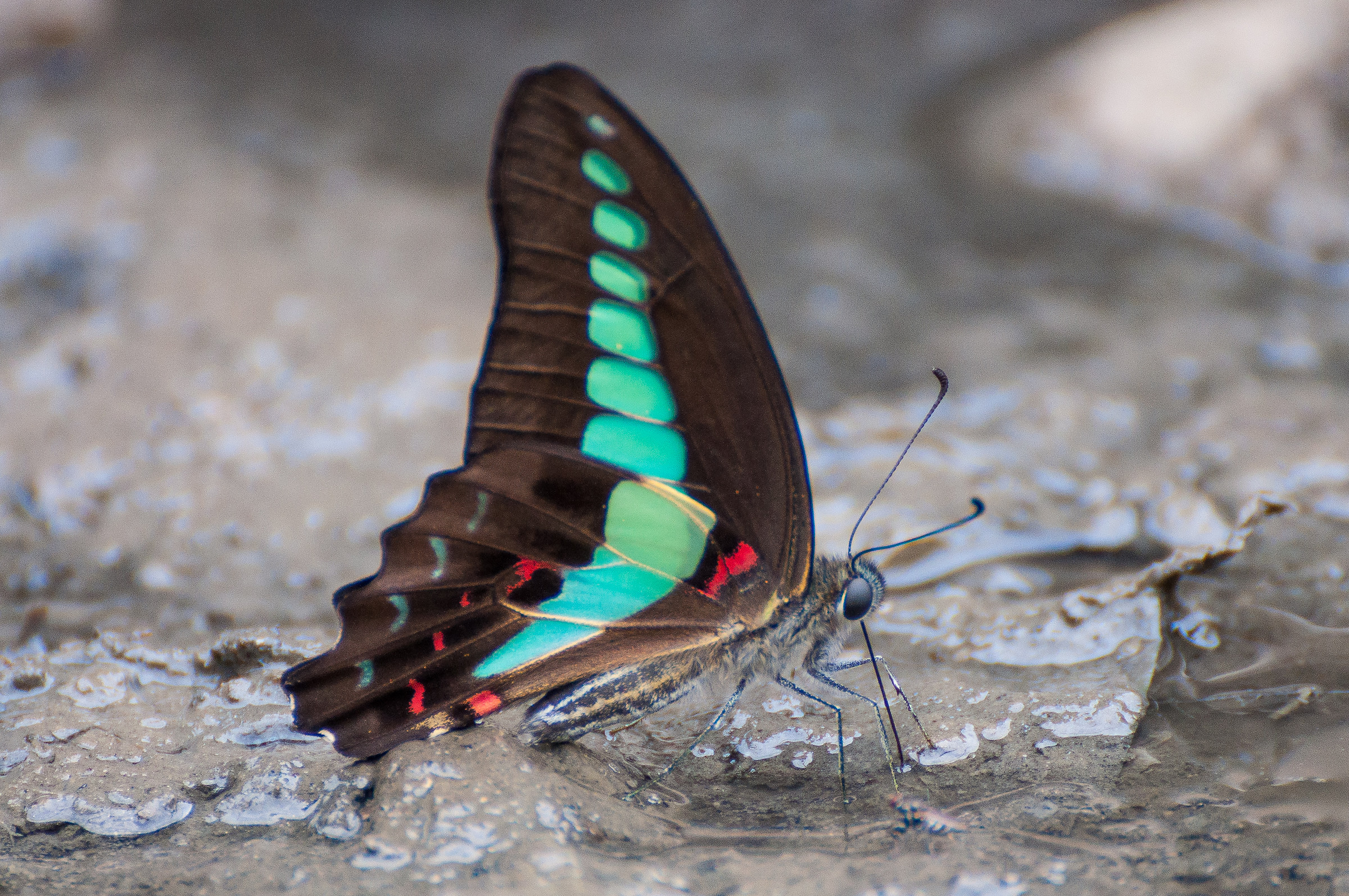 Farfalla presso i laghi di Ba Bè 2, Vietnam
