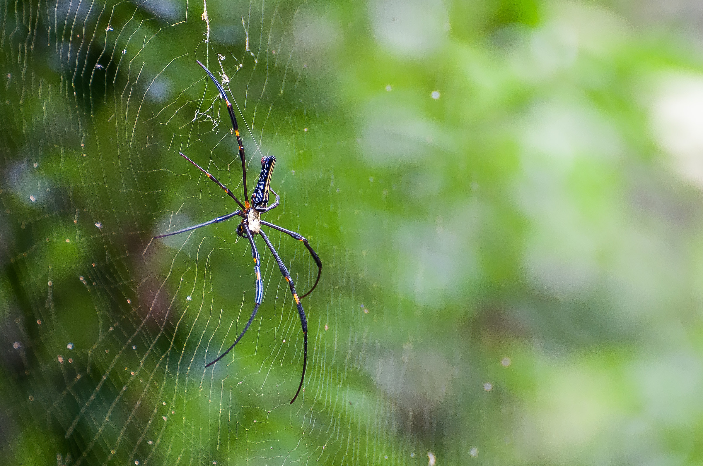 Ragno presso i laghi di Ba Bè, Vietnam