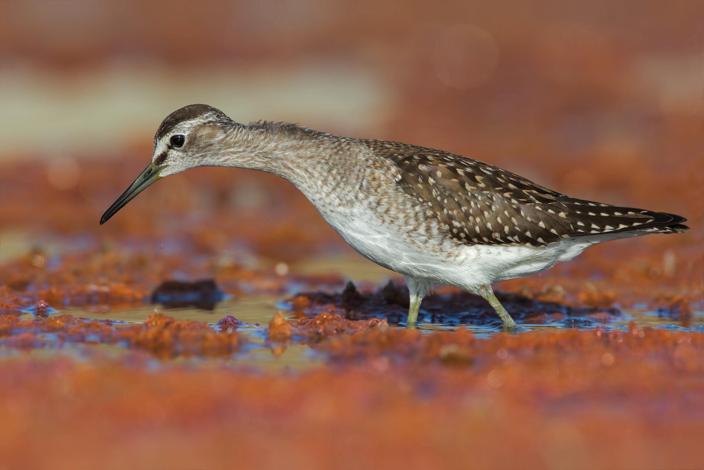 Boschereccio a 4000 px