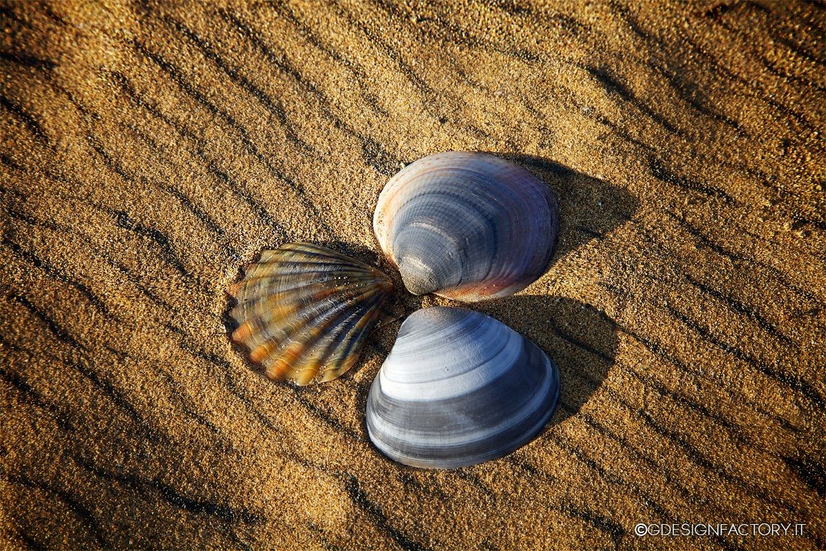 Shells posing