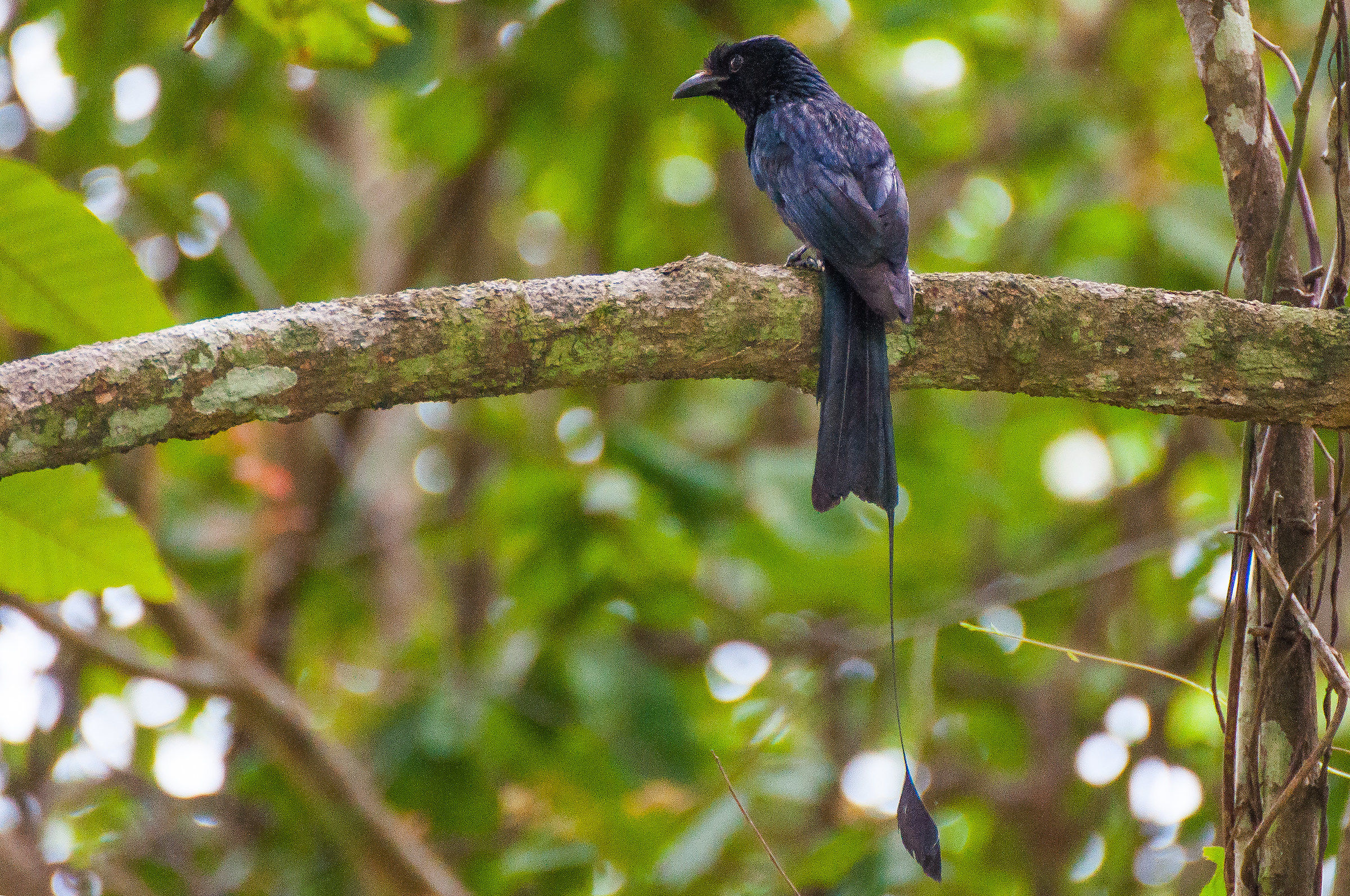 Drongo, Cat Tien National Park, Vietnam
