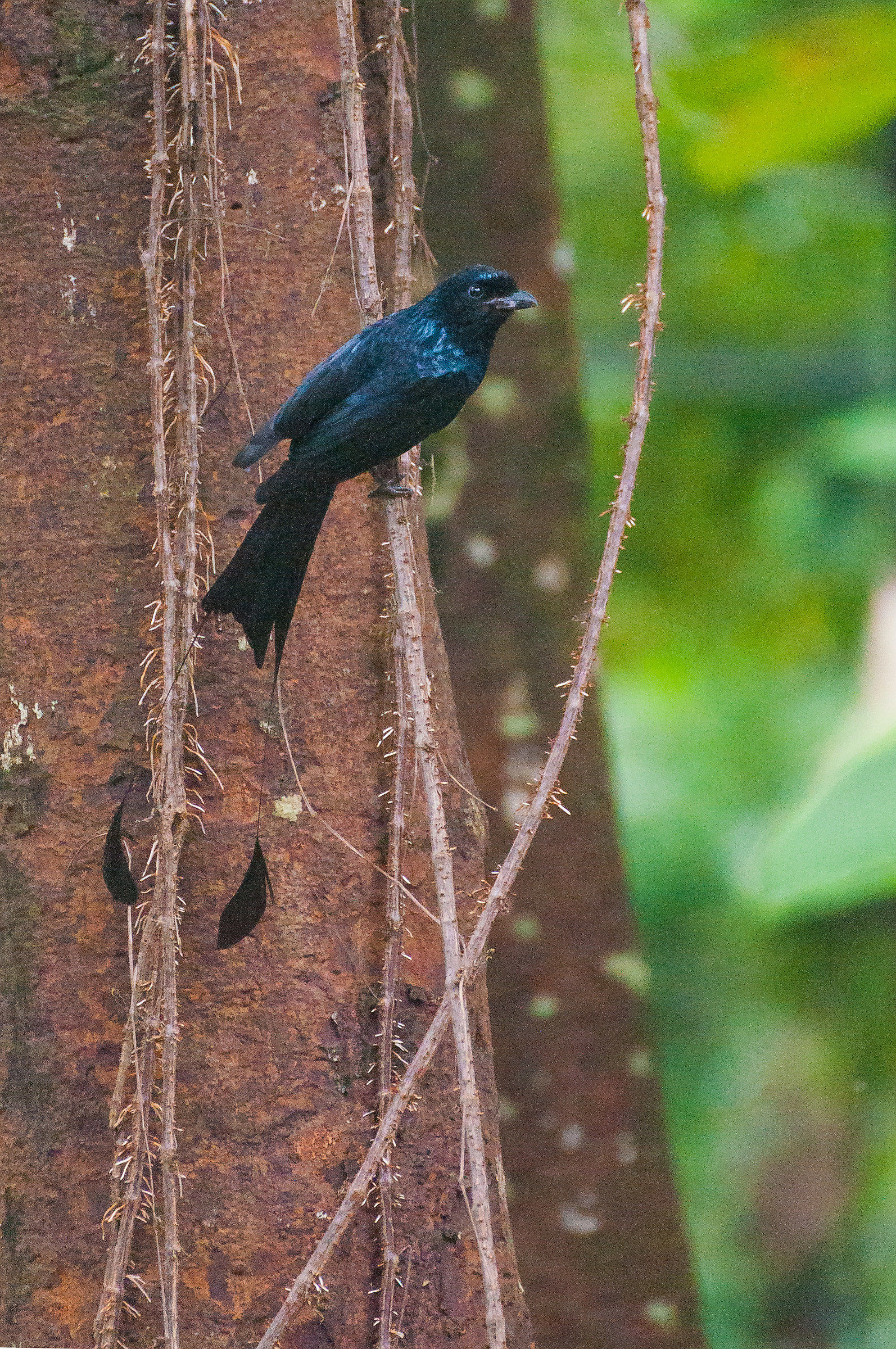 Drongo 2, Cat Tien National Park, Vietnam