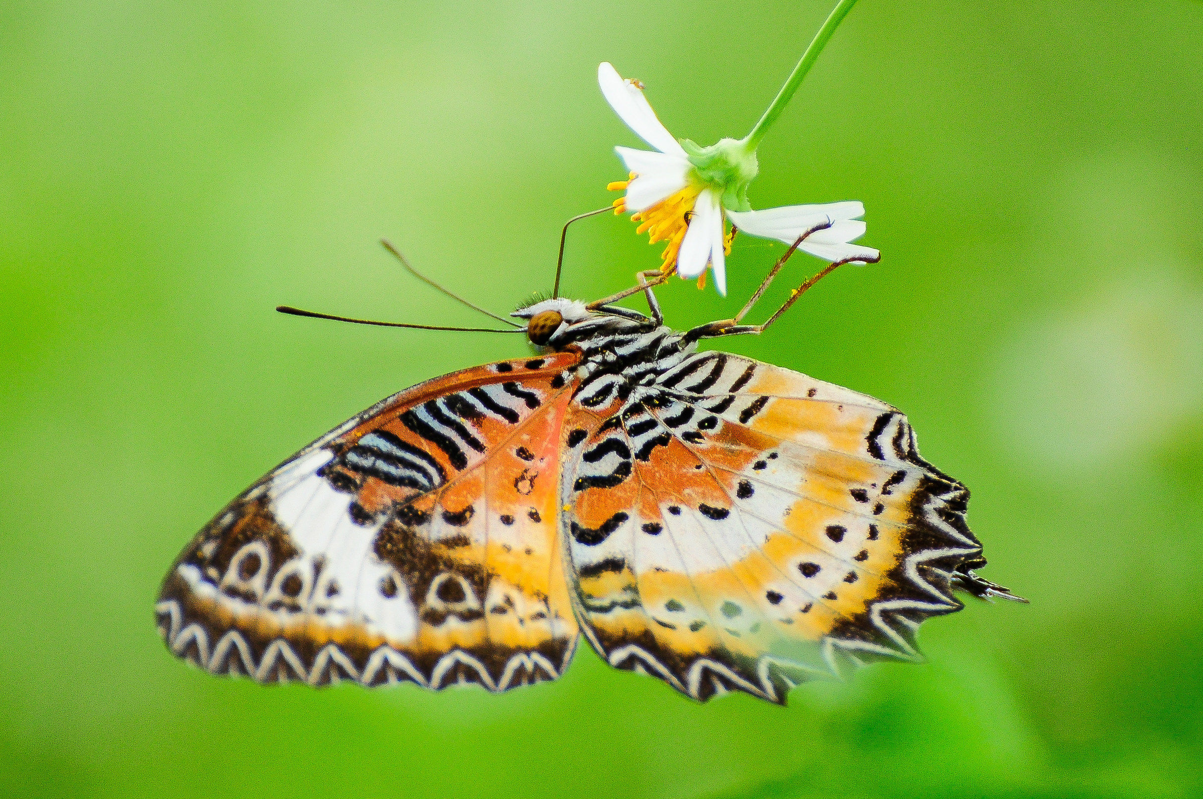 Farfalla su fiore, Tam Coc, Vietnam
