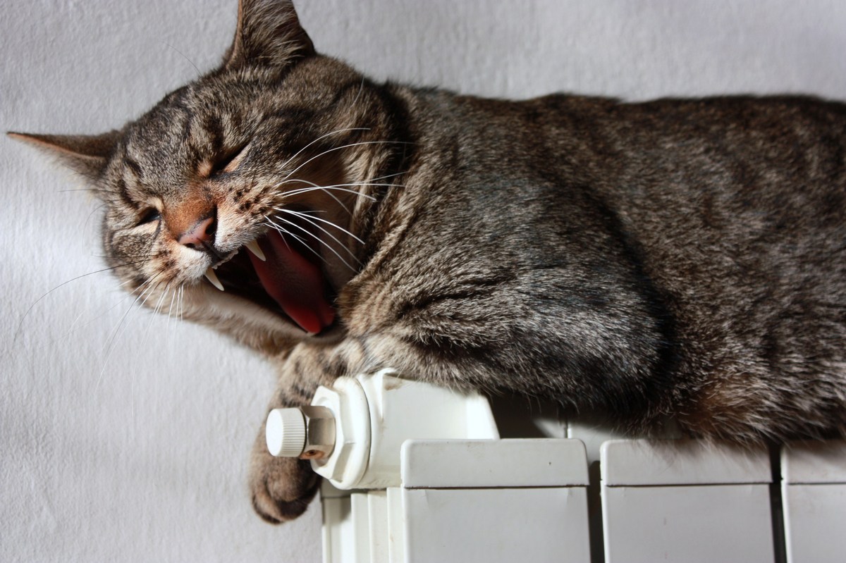 Mamma mia che sonno!