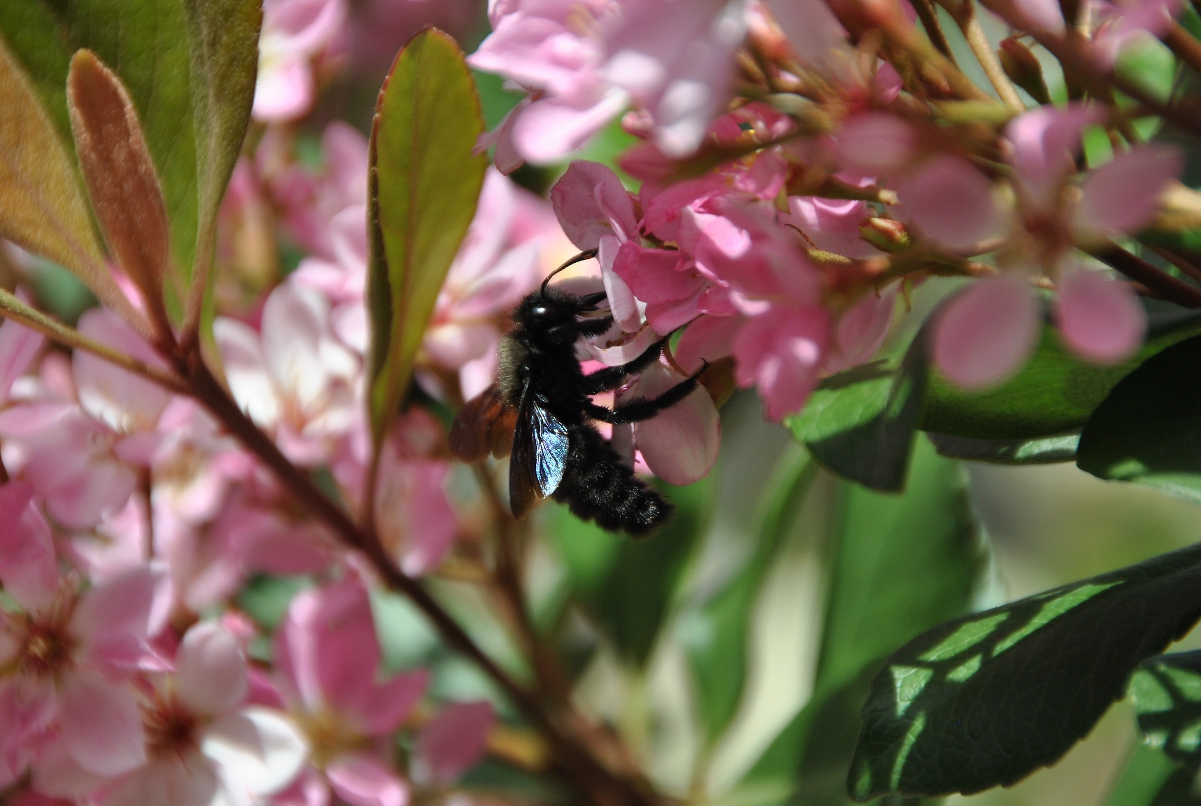 Small and black, but is not Calimero