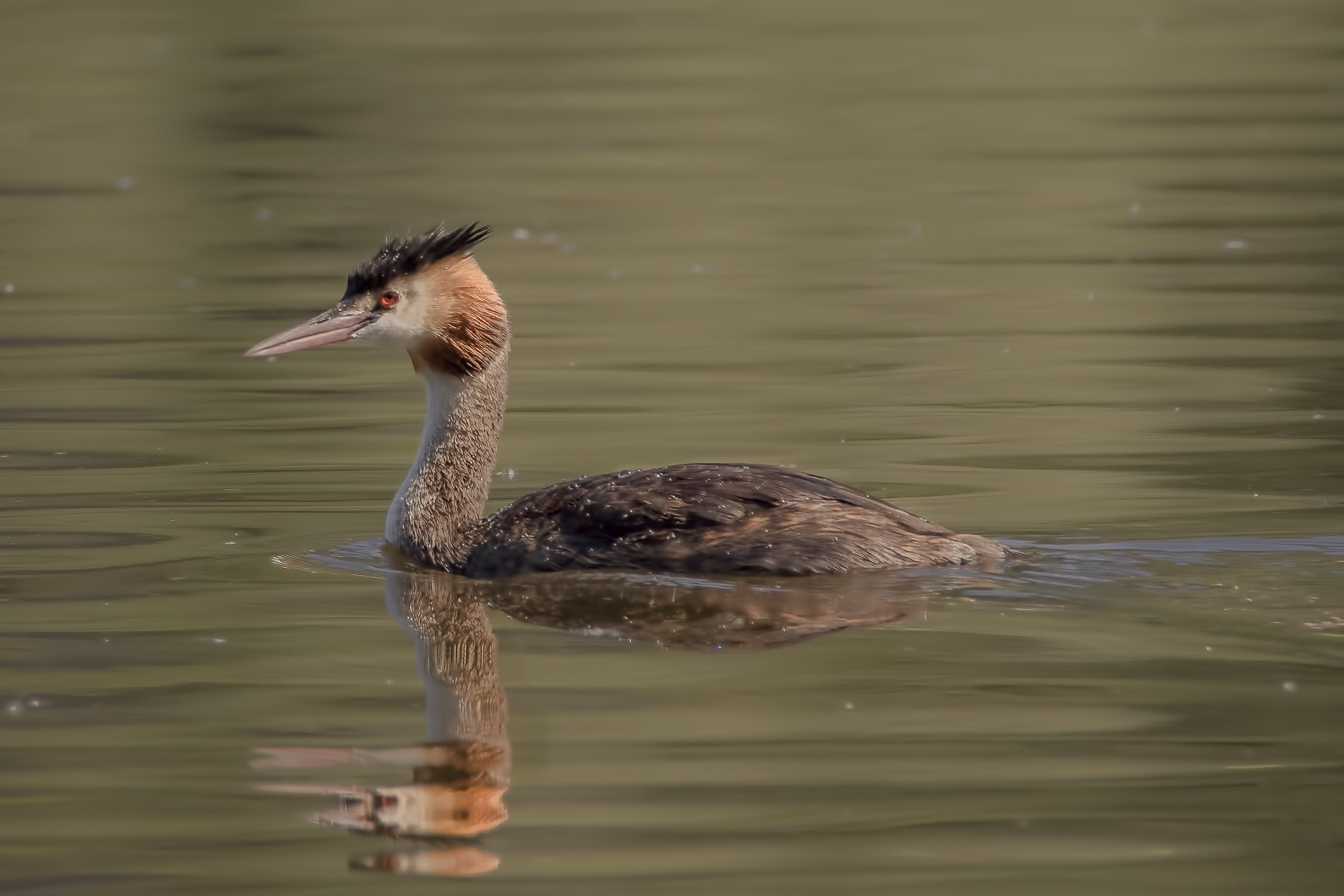 Grebe