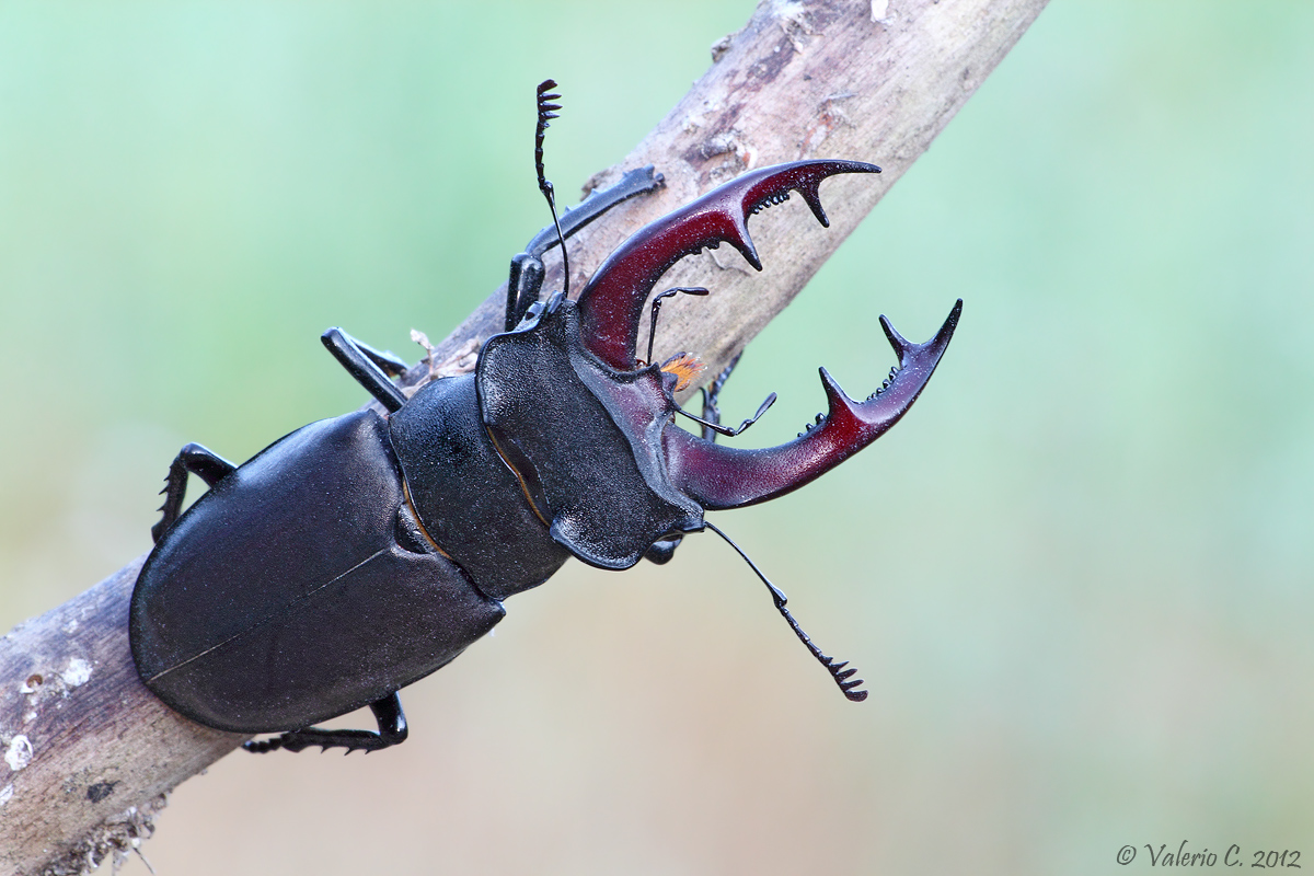 Lucanus cervus