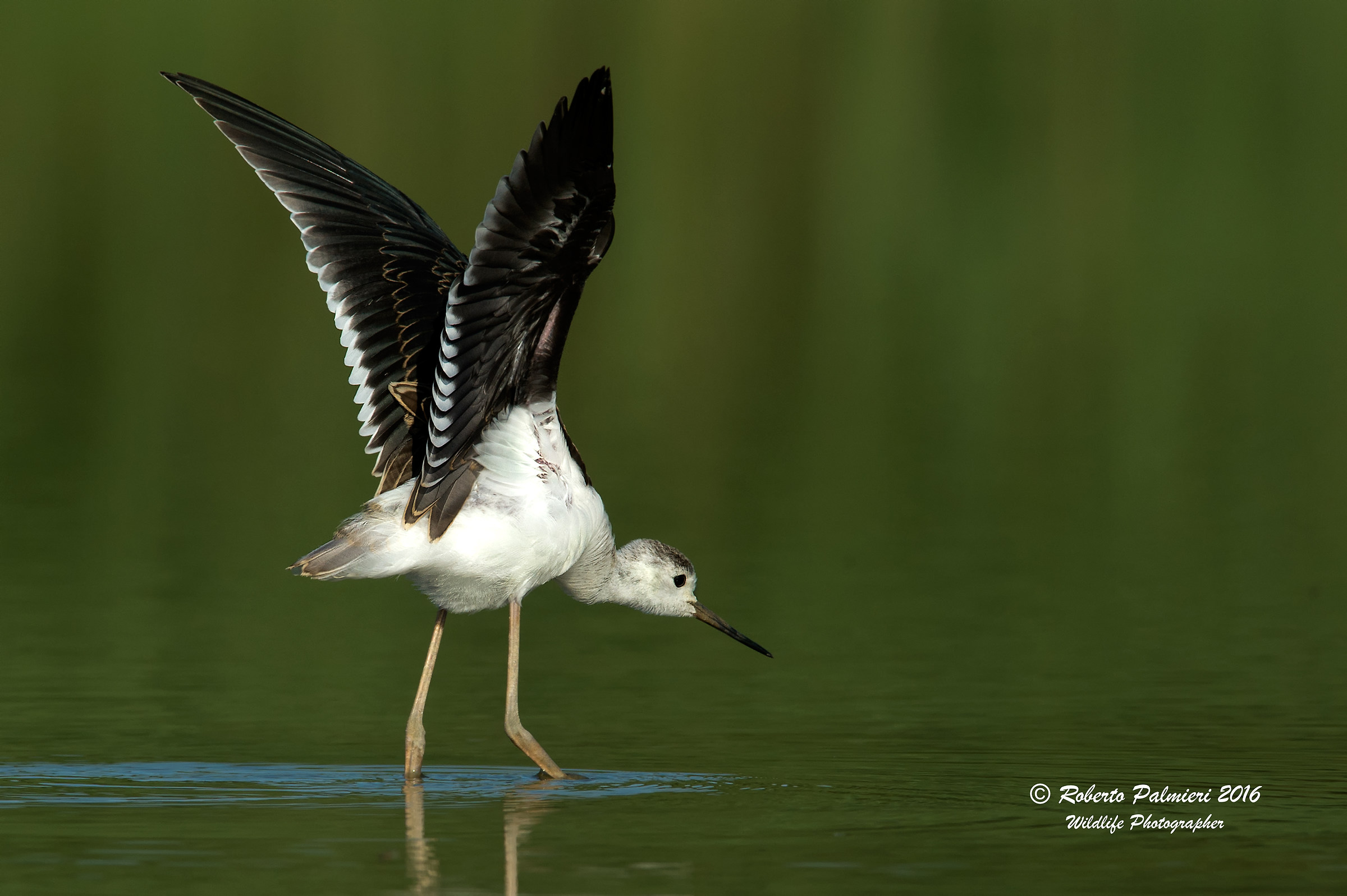 Young Knight of Italy