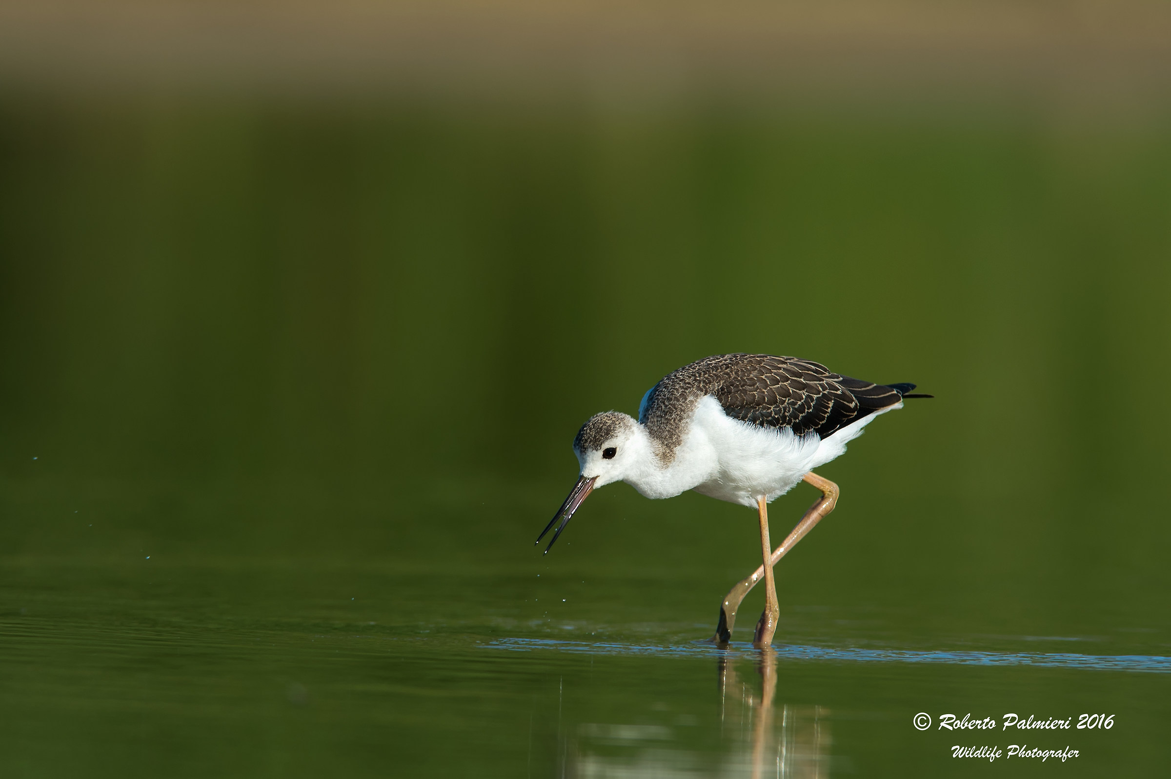 Young Knight of Italy