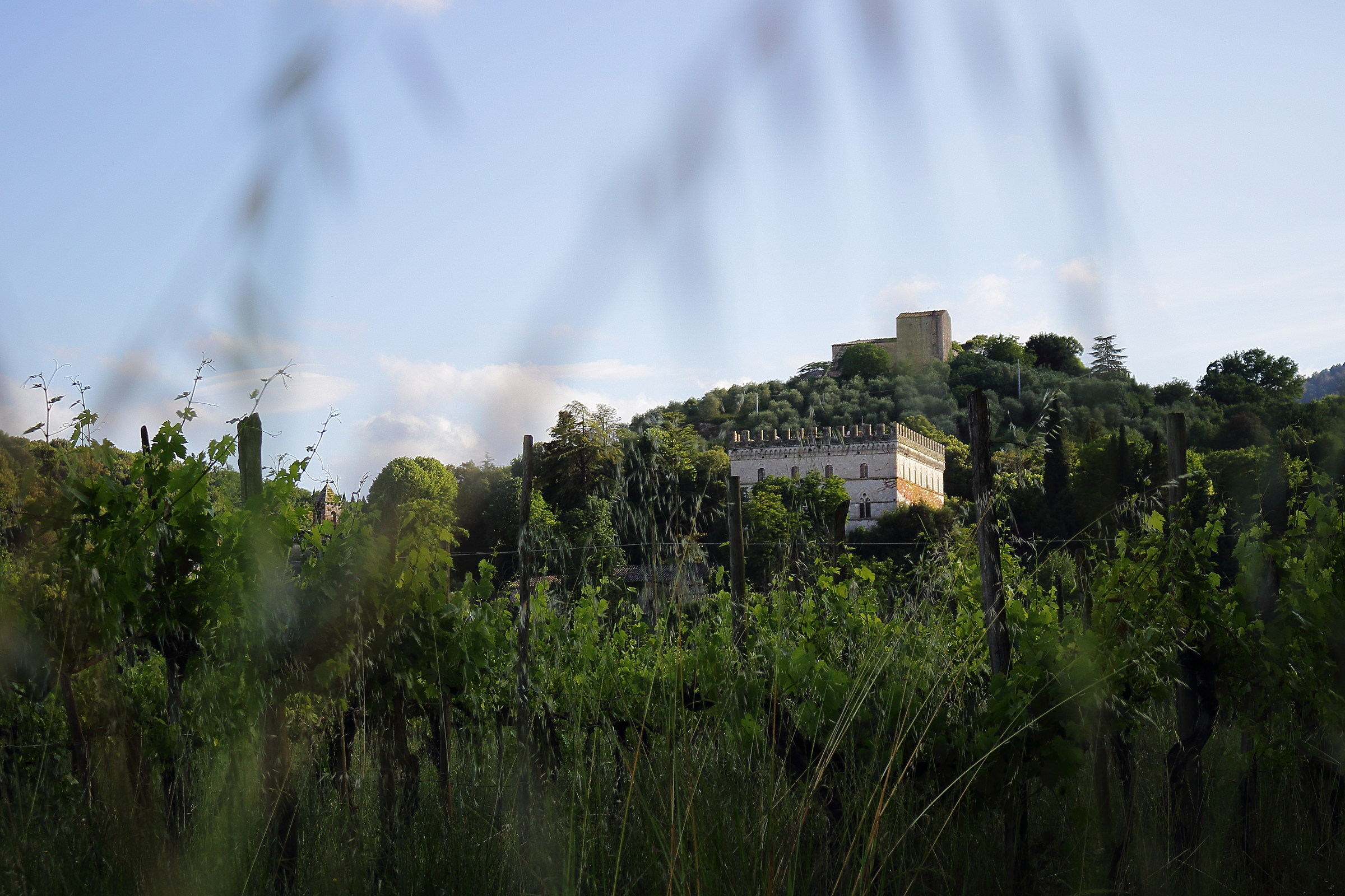 Immersed in the vineyards