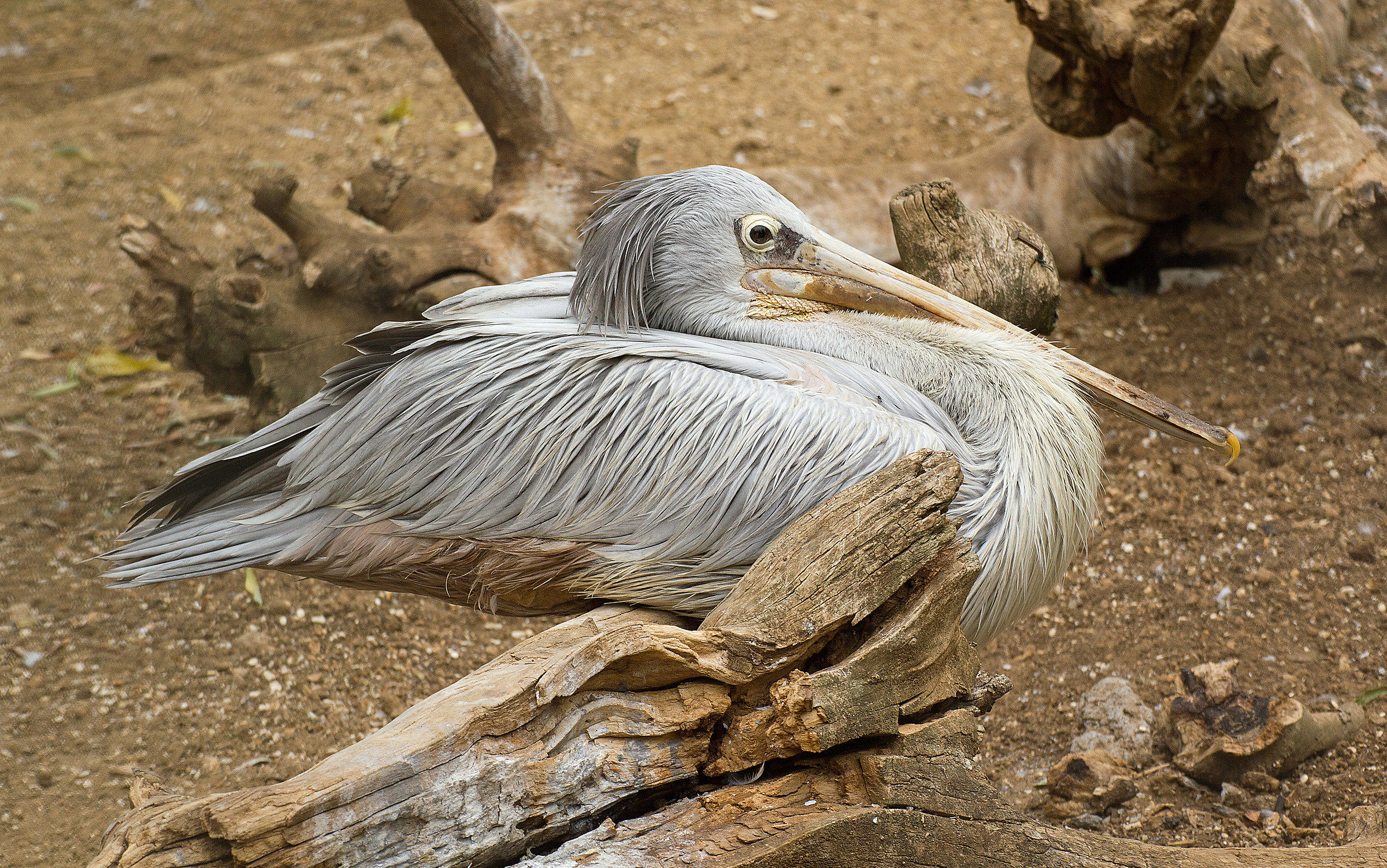 Pelican