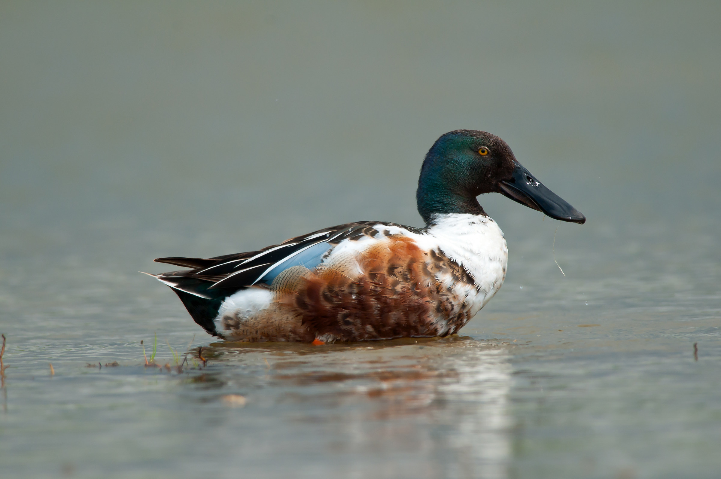 Shoveler