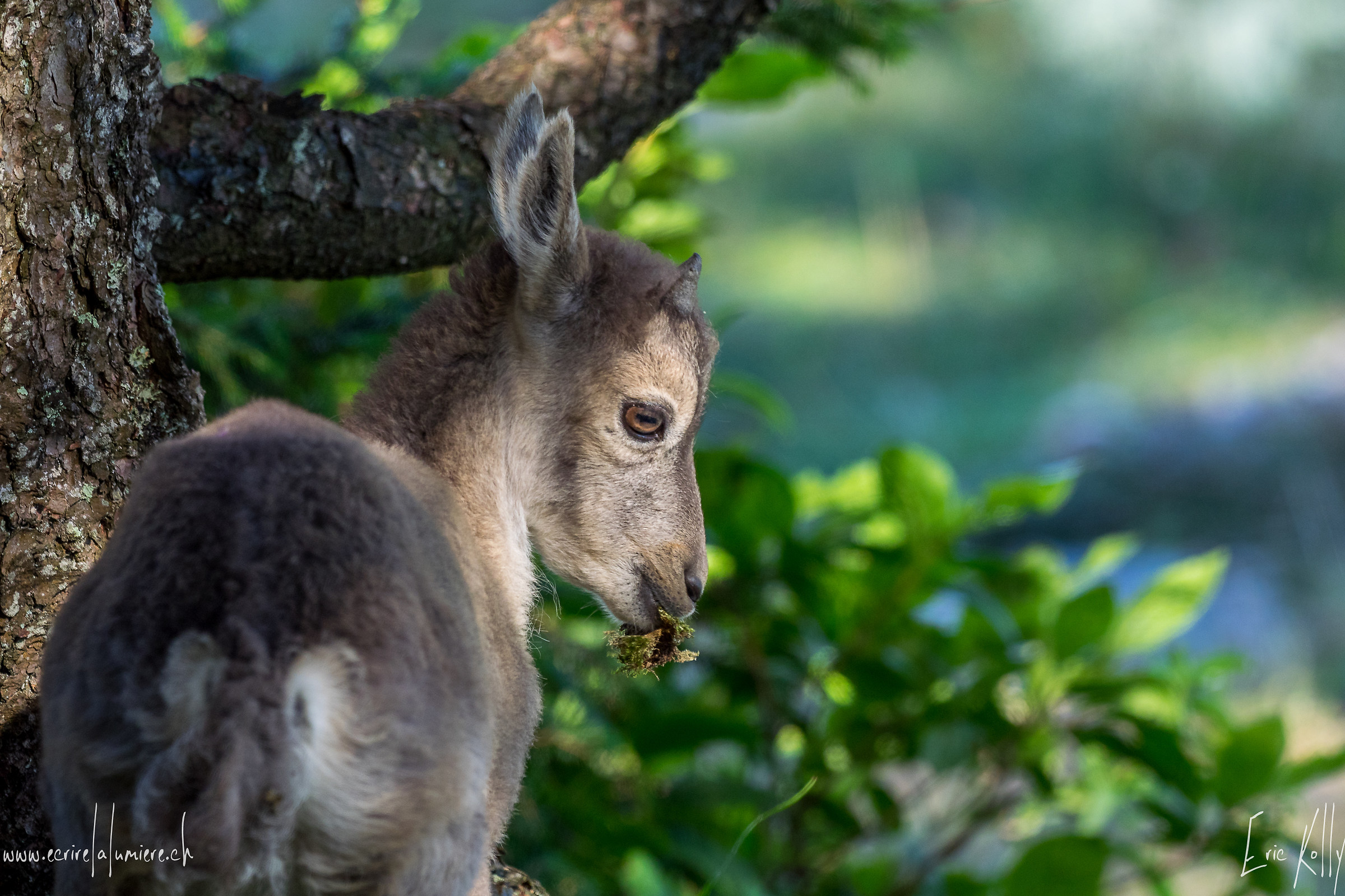 Jeune bouquetin de l'année du Jura Neuchâte...