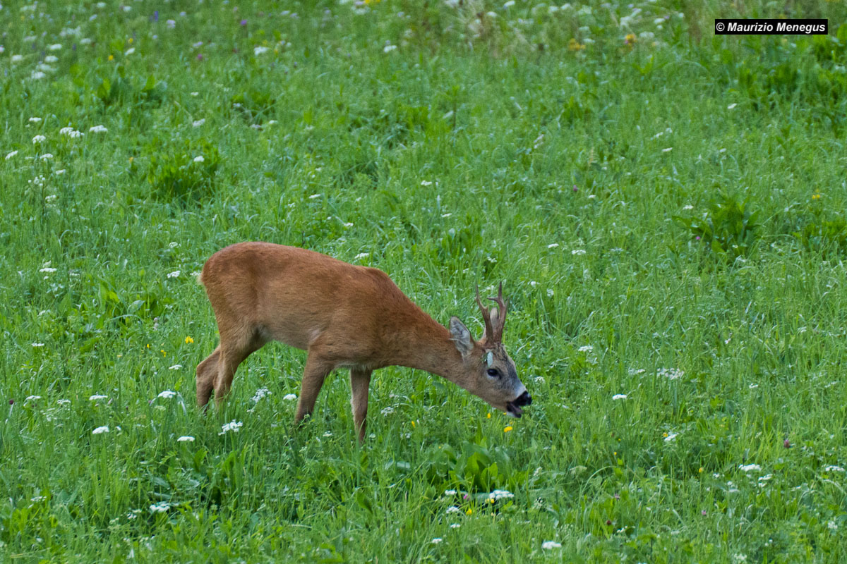 Maschio di capriolo "eccitato"