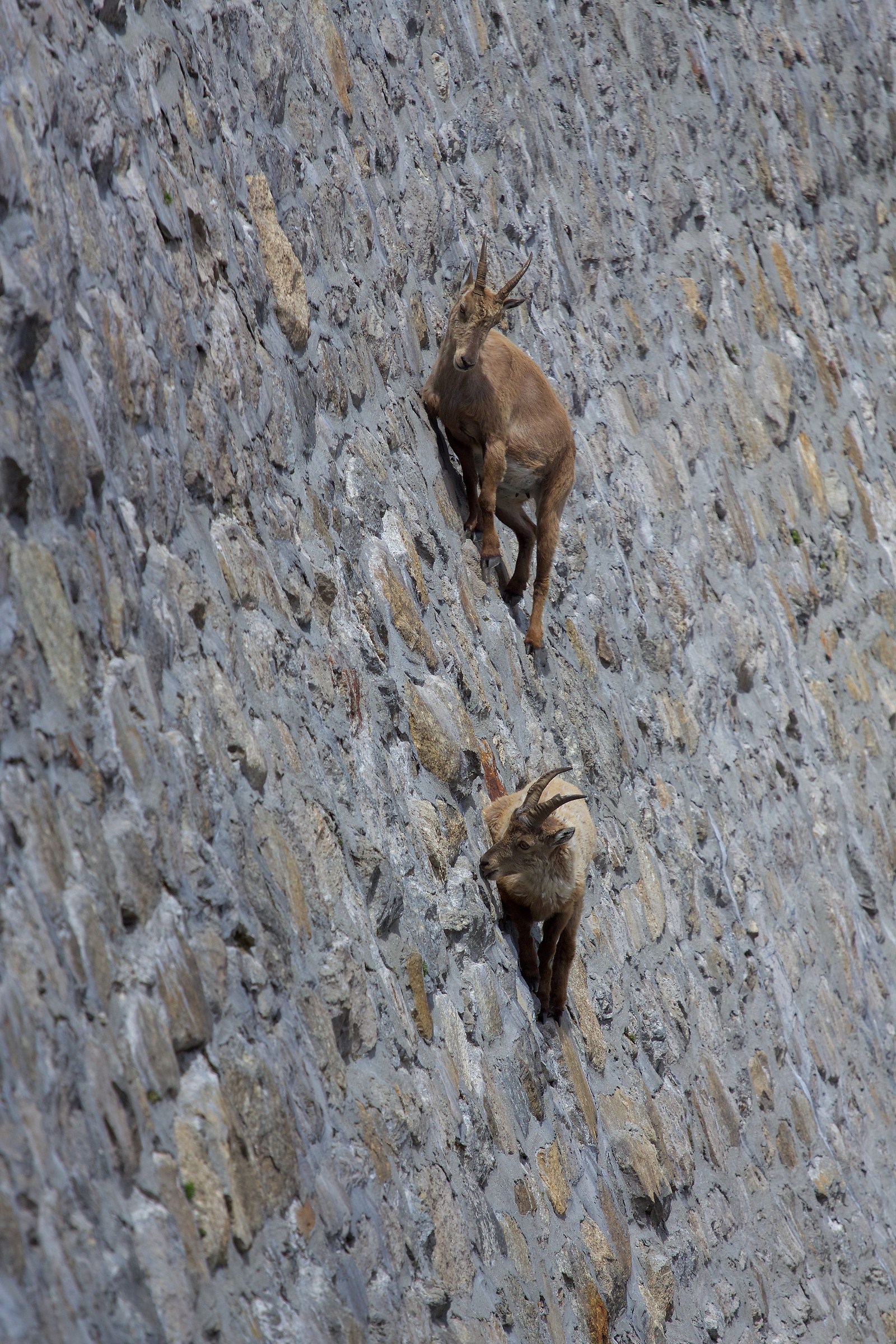 Roped ... without ropes