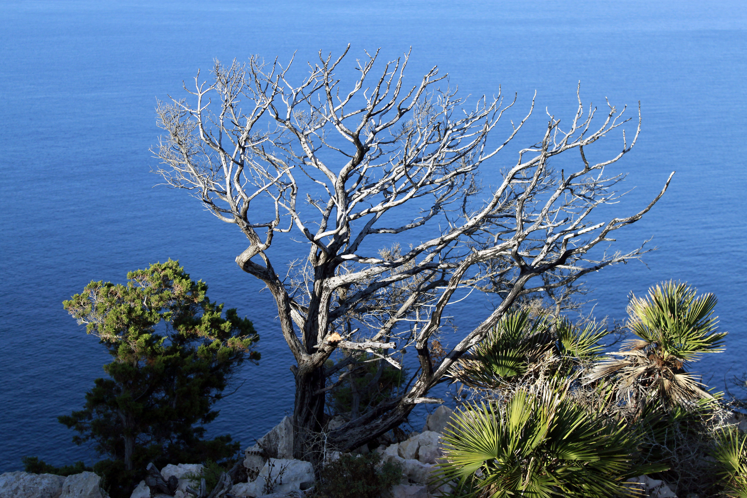 The "Coral" the huntsman