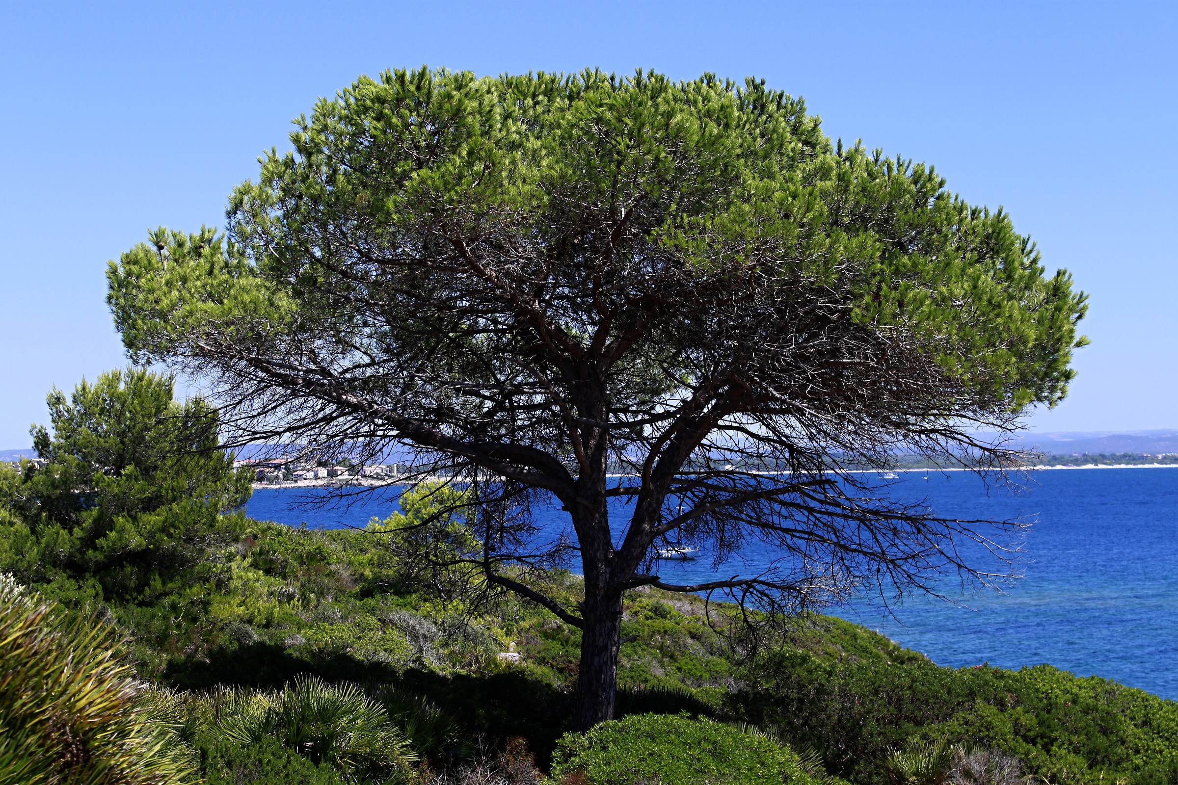 Alghero Mediterranean