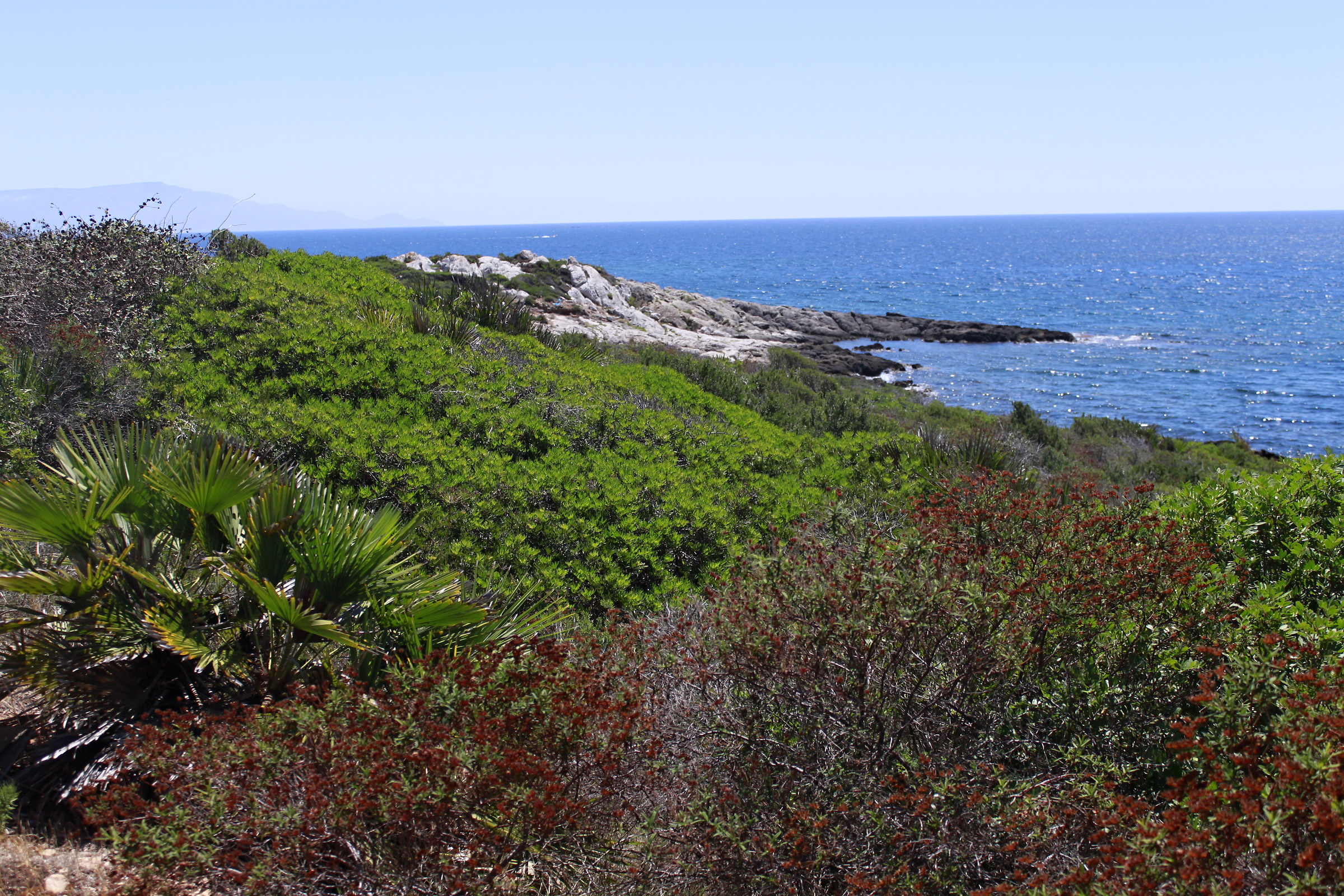 maquis in Sardinia dream.