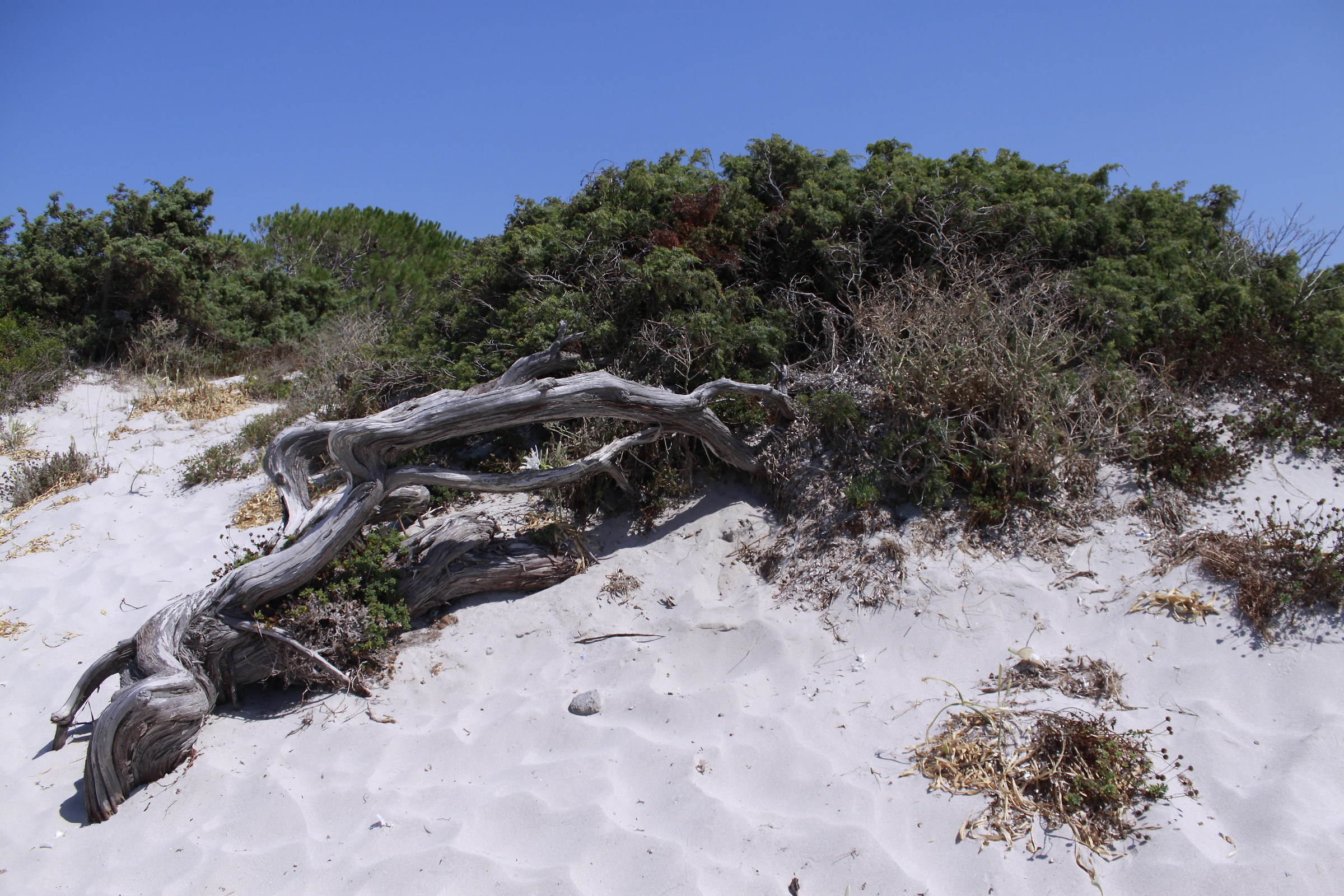 White sand and a tree trunk comes to life ...!