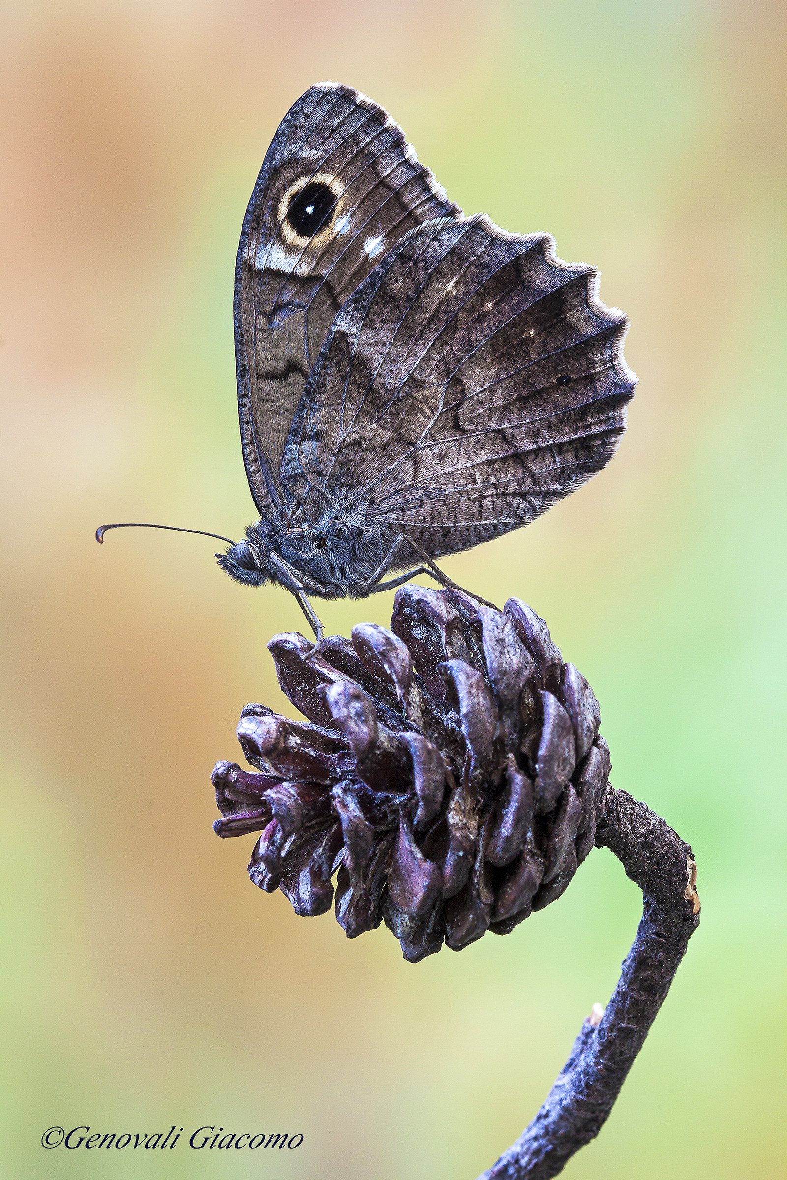 hypparchia statilinus