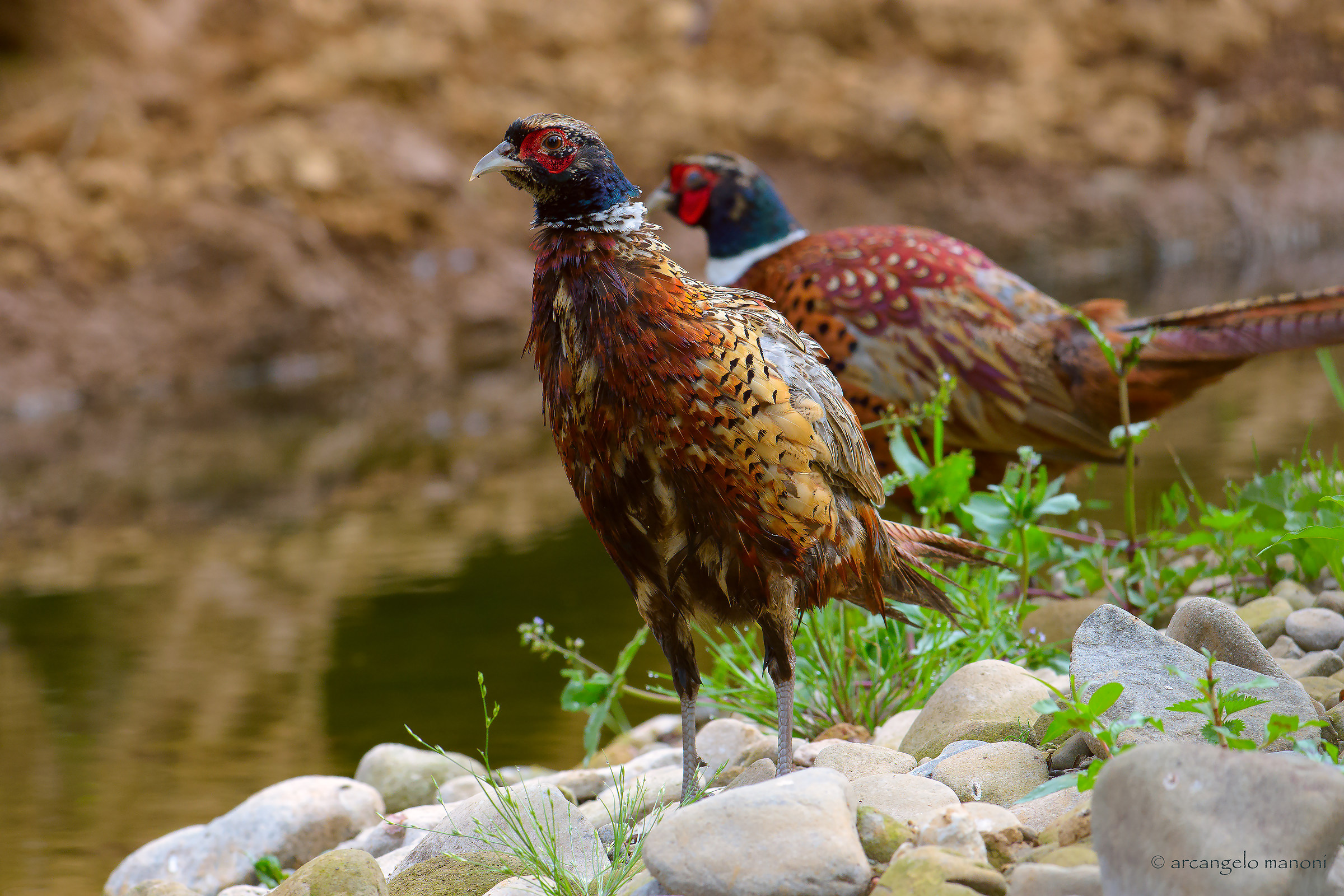 Fagiani all'abbeverata
